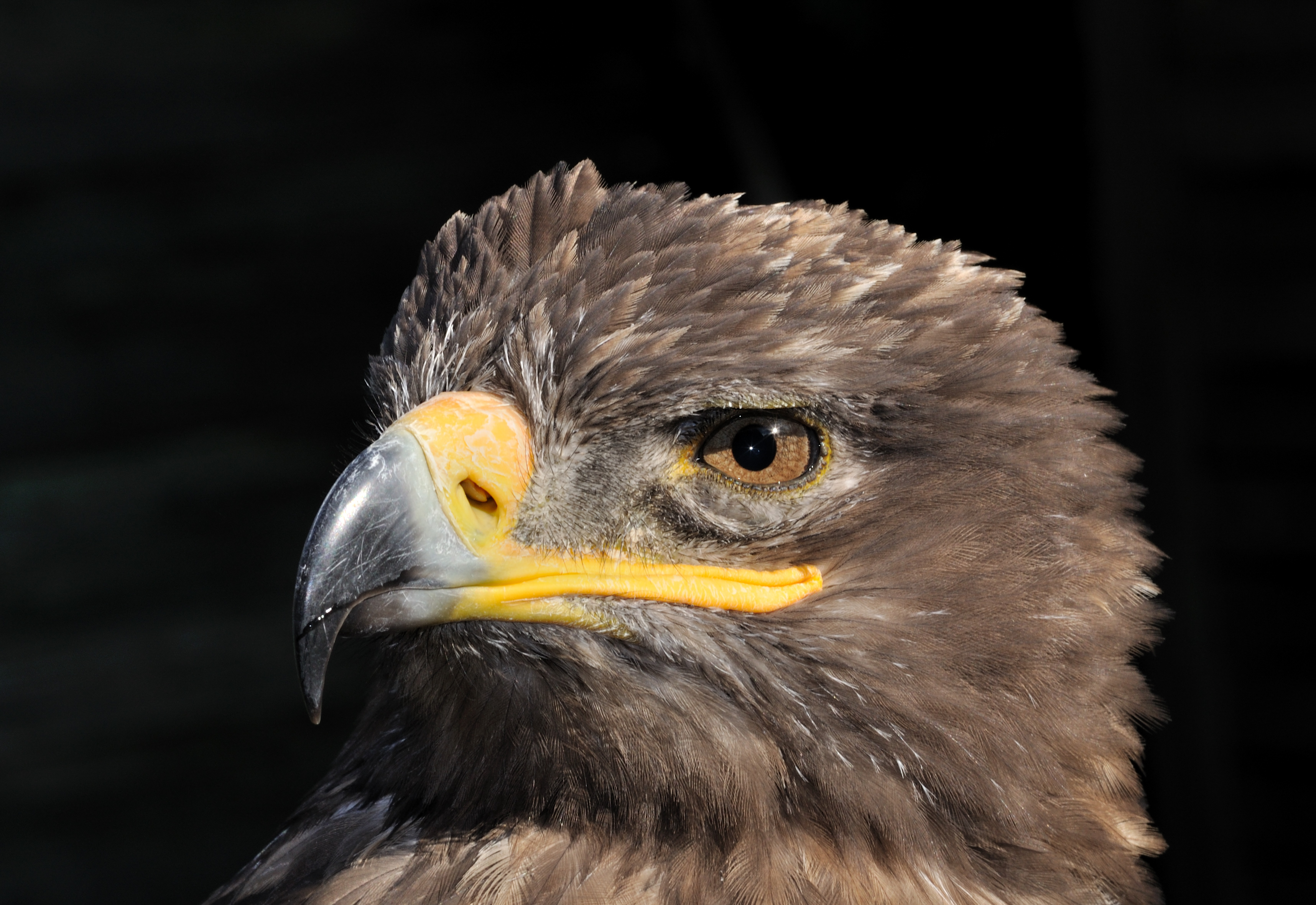 Aquila nipalensis orientalis qtl1