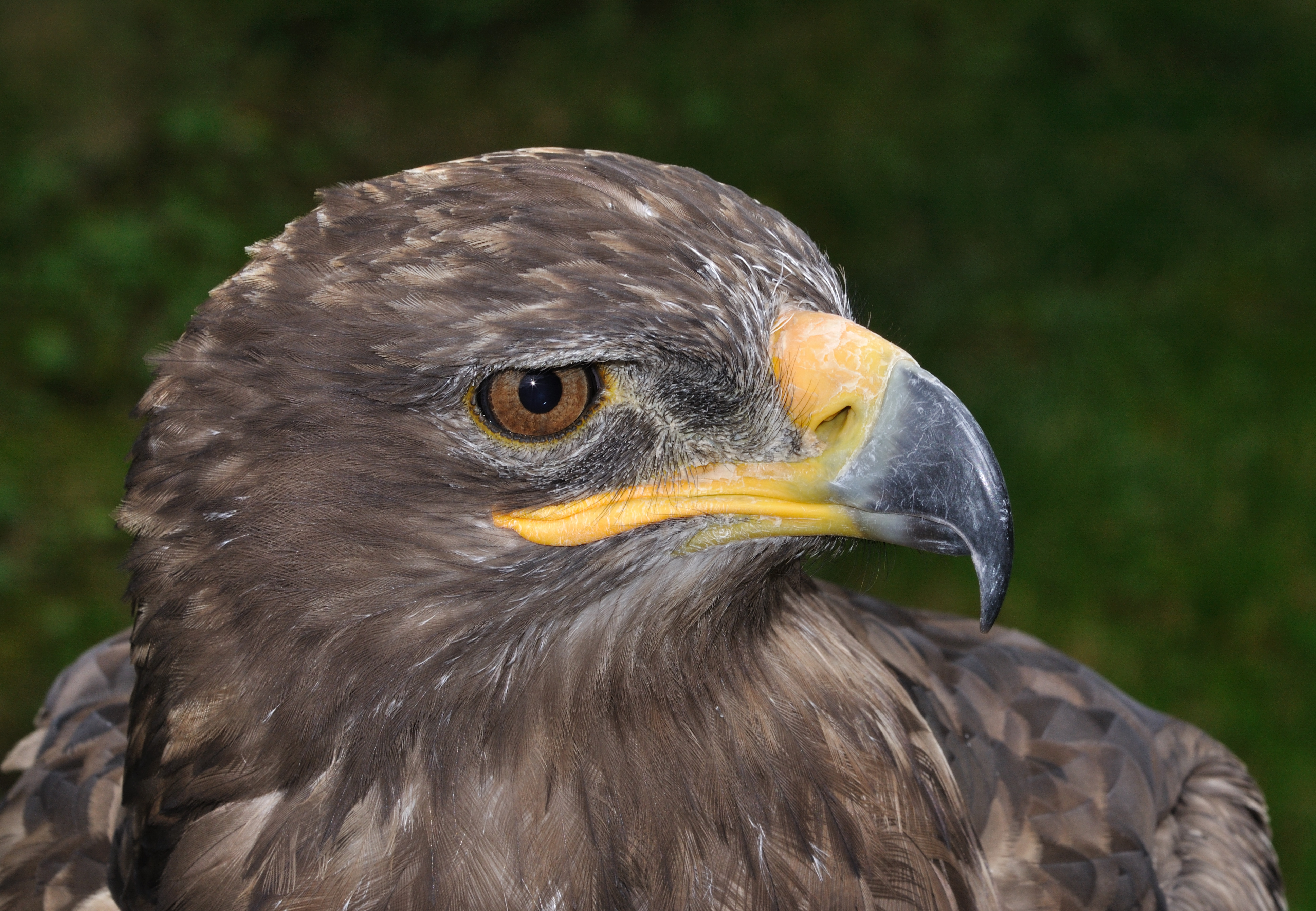 Aquila nipalensis orientalis qtl2