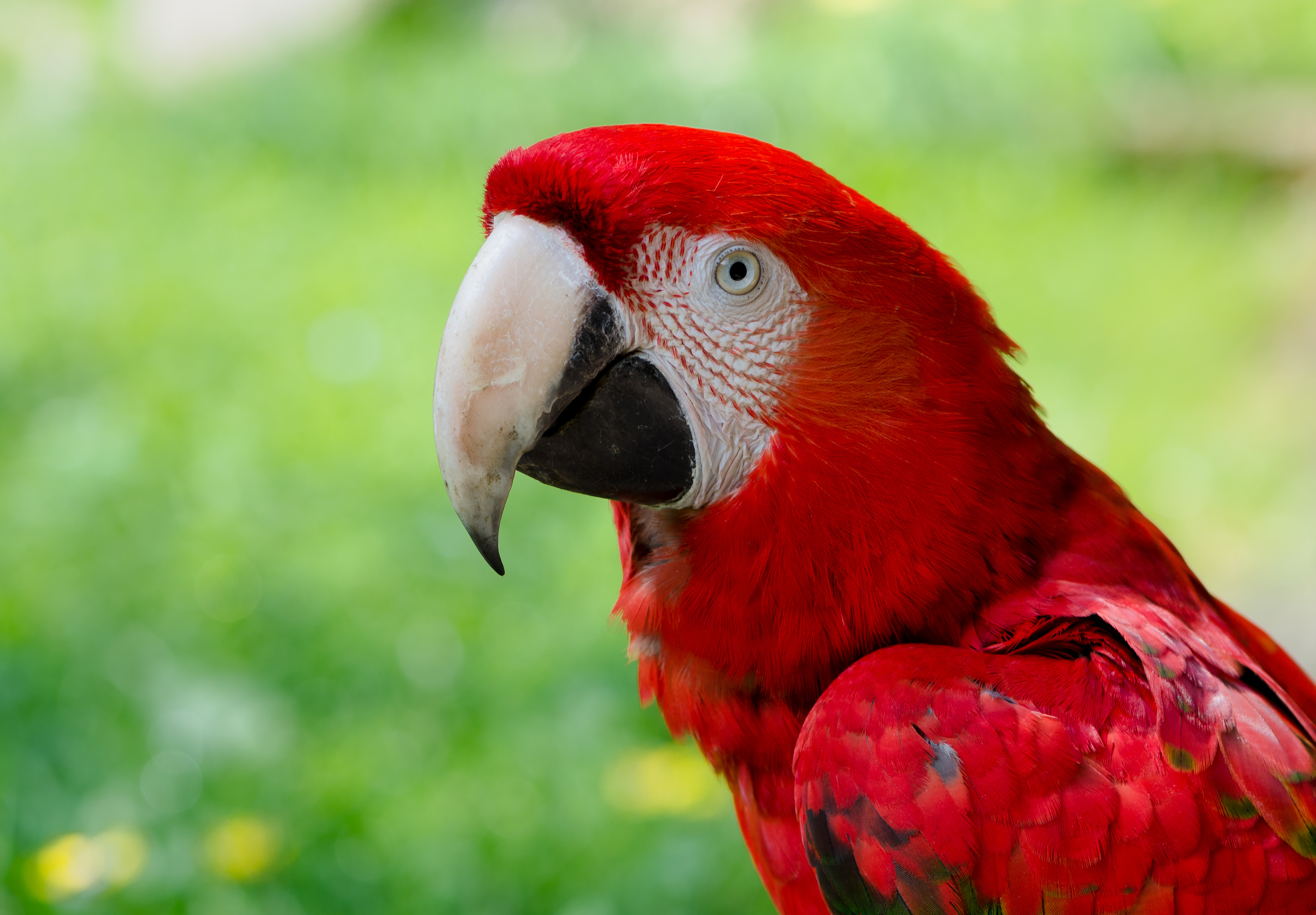 Ara-Zoo-Muenster-2013-02