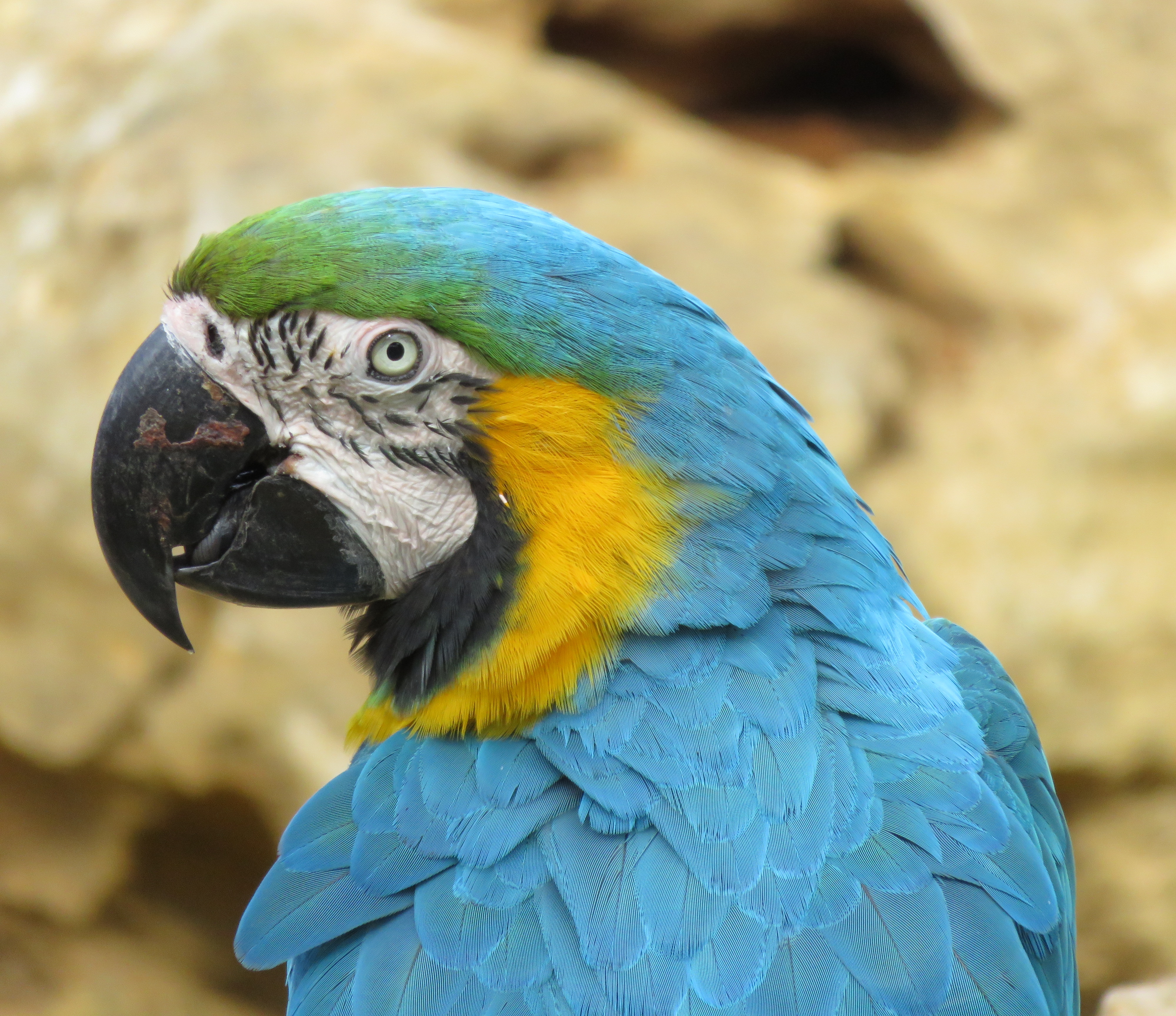Ara bleu (Planète Sauvage, Pornic)