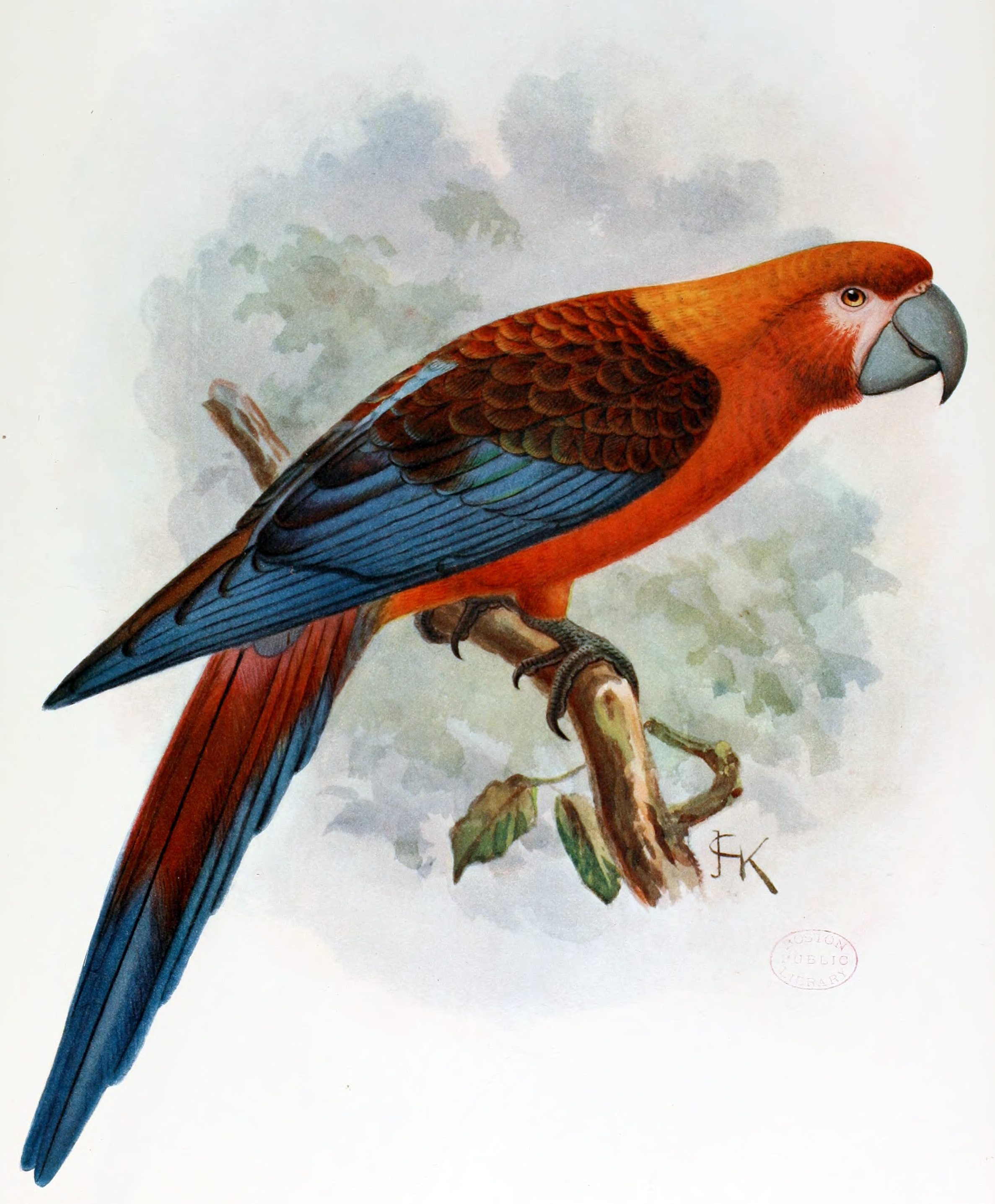Ara tricolor