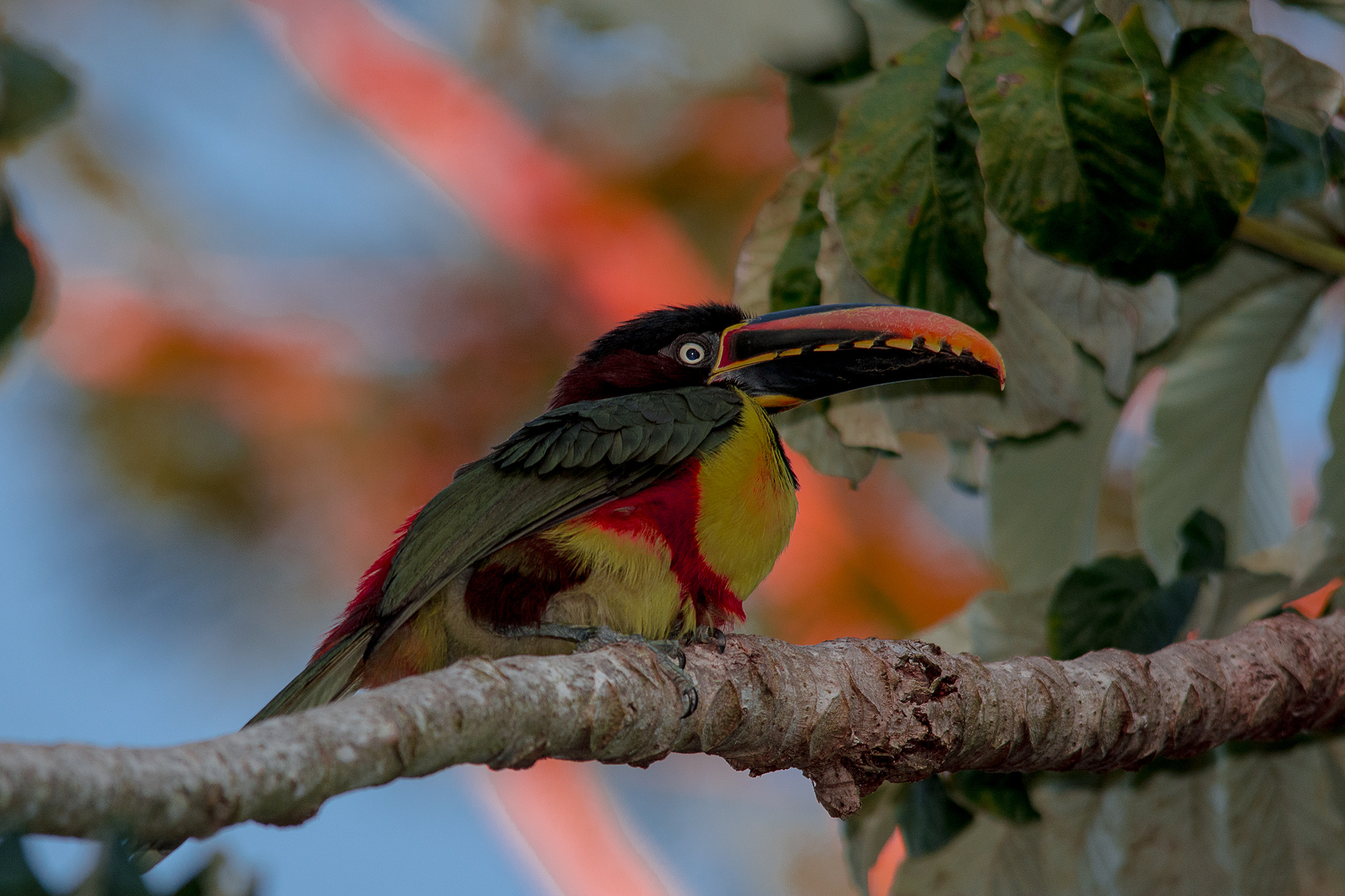 Araçari Castanho