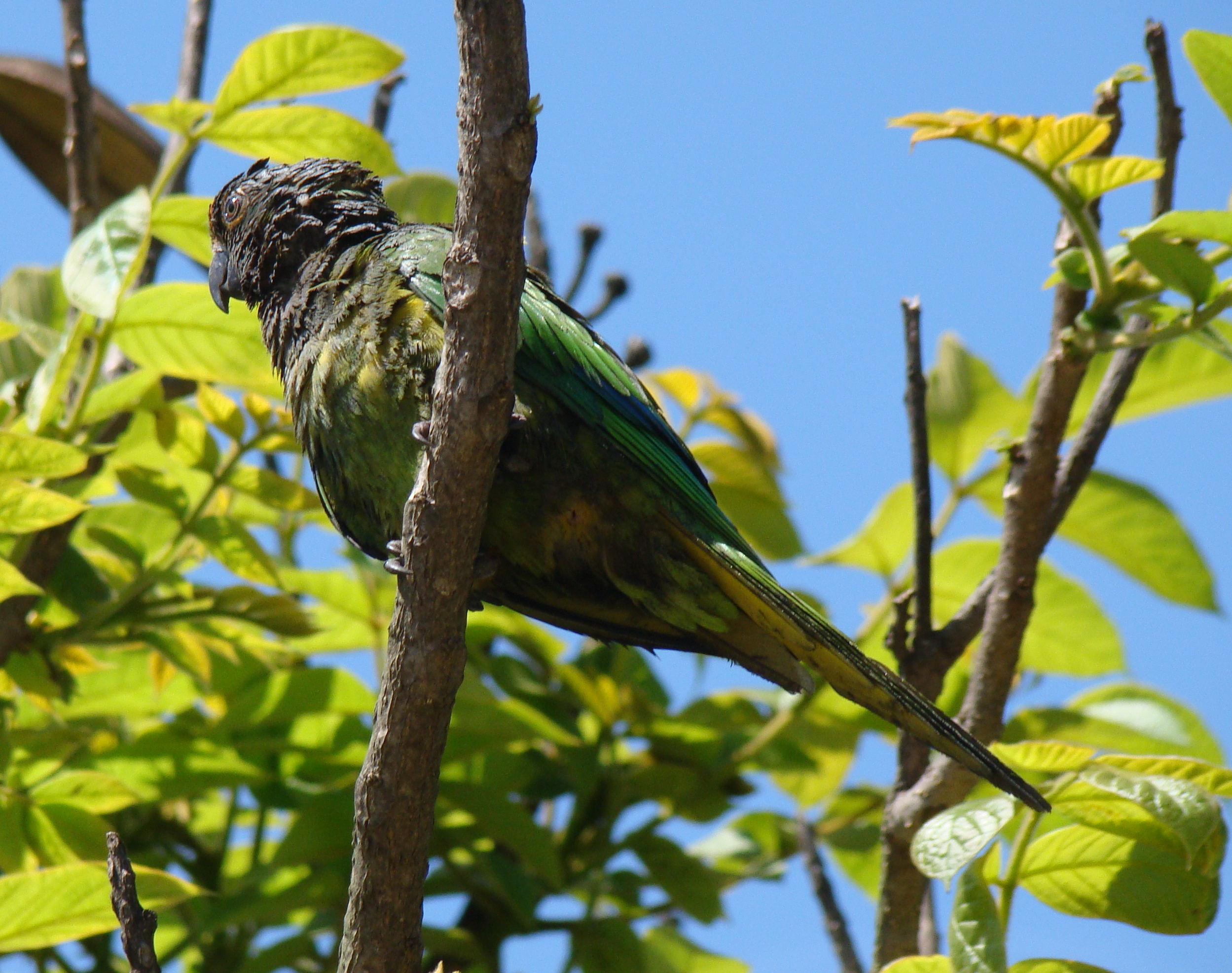 Aratinga aurea -Brazil -immature-8