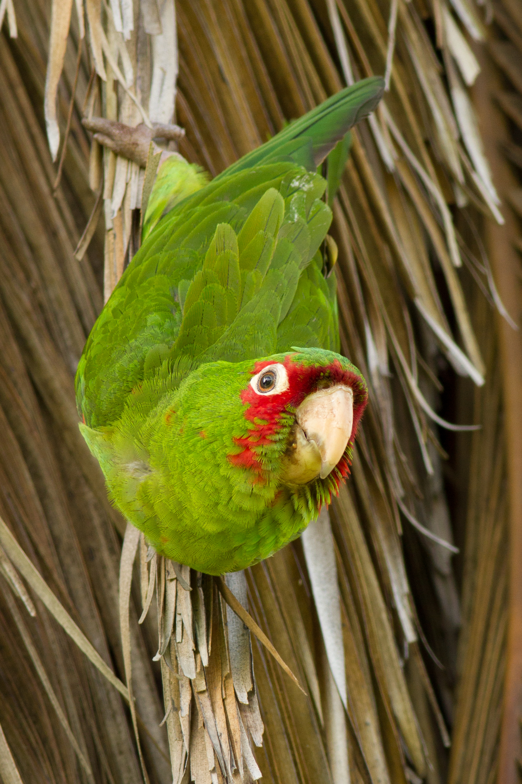 Aratinga erythrogenys, Presidio