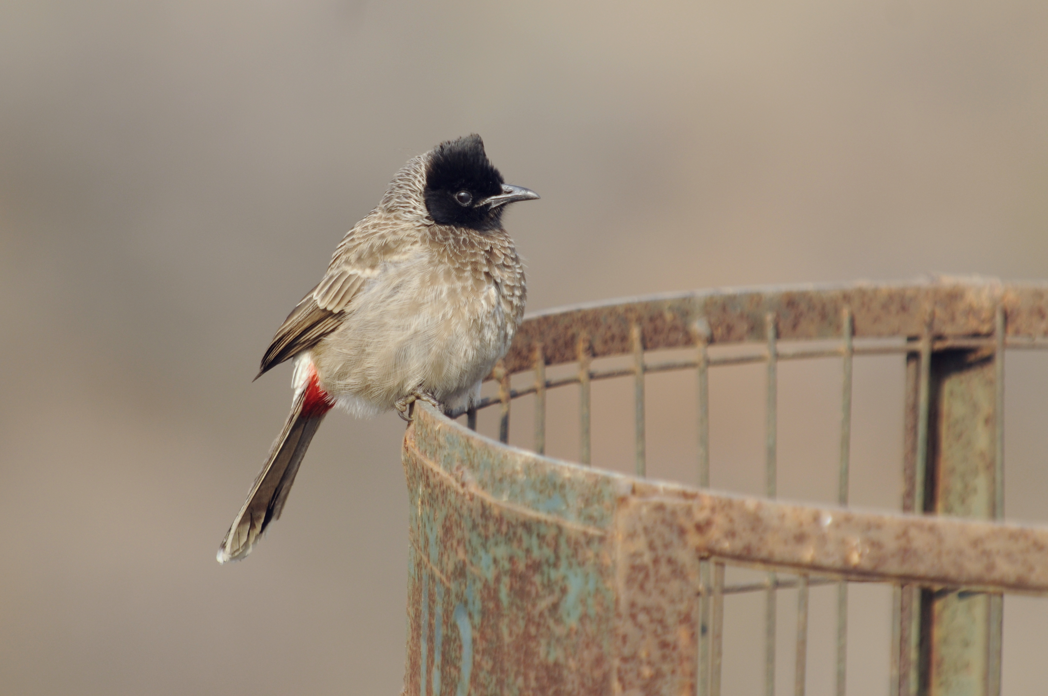Aravalli BiodivPark Gurgaon DSC9137 rv bulbul