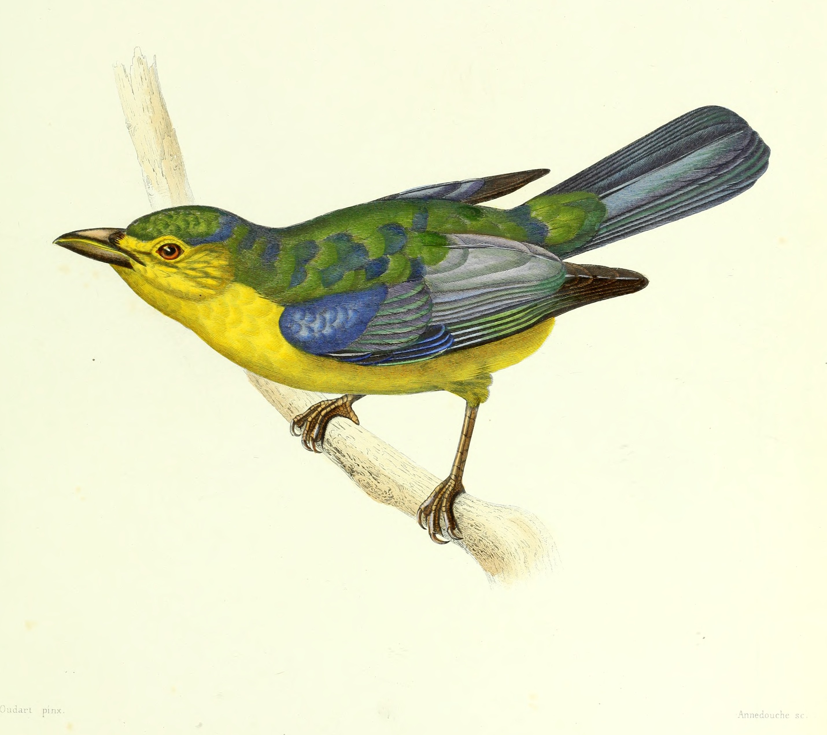 Archives du Muséum d'histoire naturelle (1836) (20138463530)