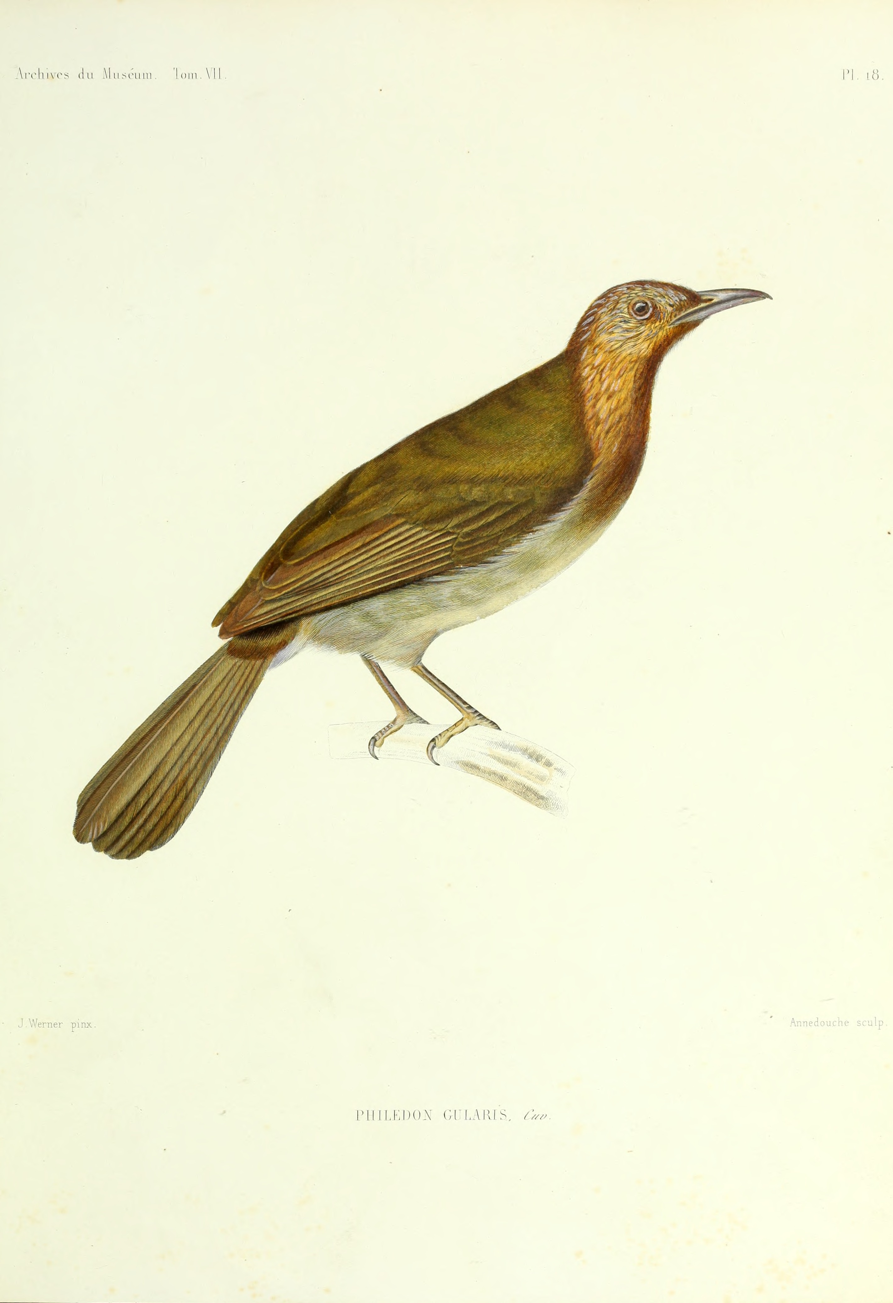Archives du Muséum d'histoire naturelle (1836) (20318058112)