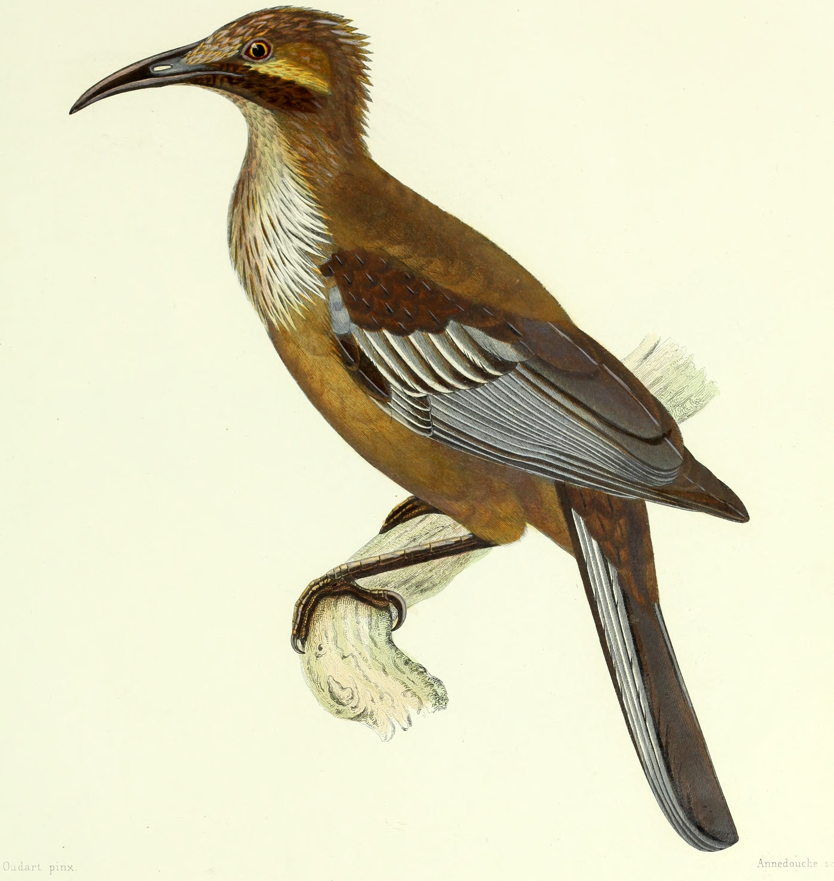 Archives du Muséum d'histoire naturelle (1836) (20332545851)