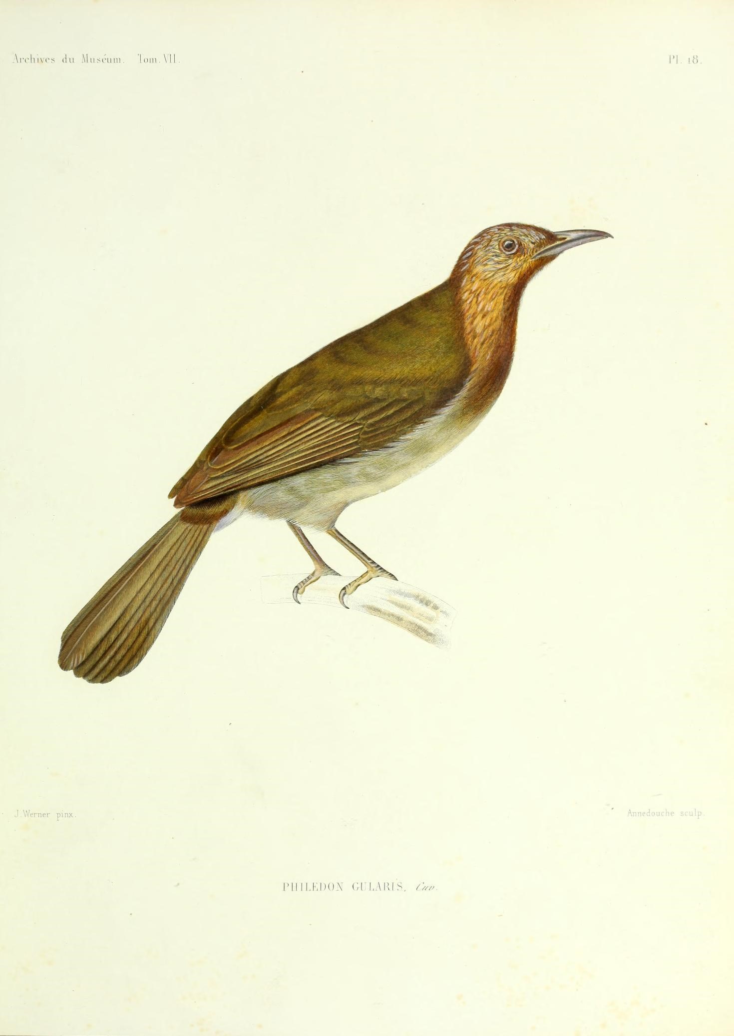 Archives du Muséum d'Histoire Naturelle, Paris (19930947989)