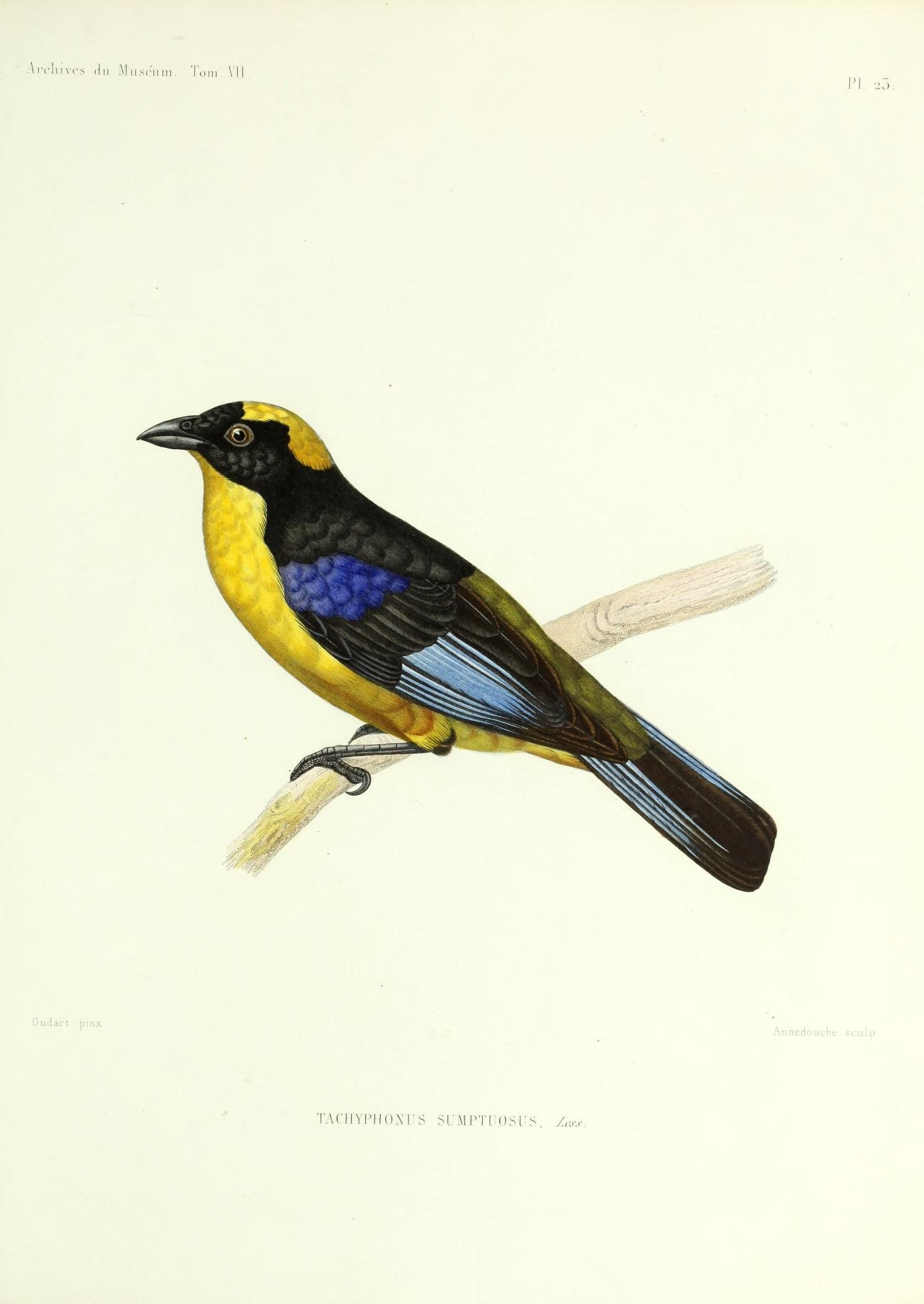 Archives du Muséum d'Histoire Naturelle, Paris (20117654595)