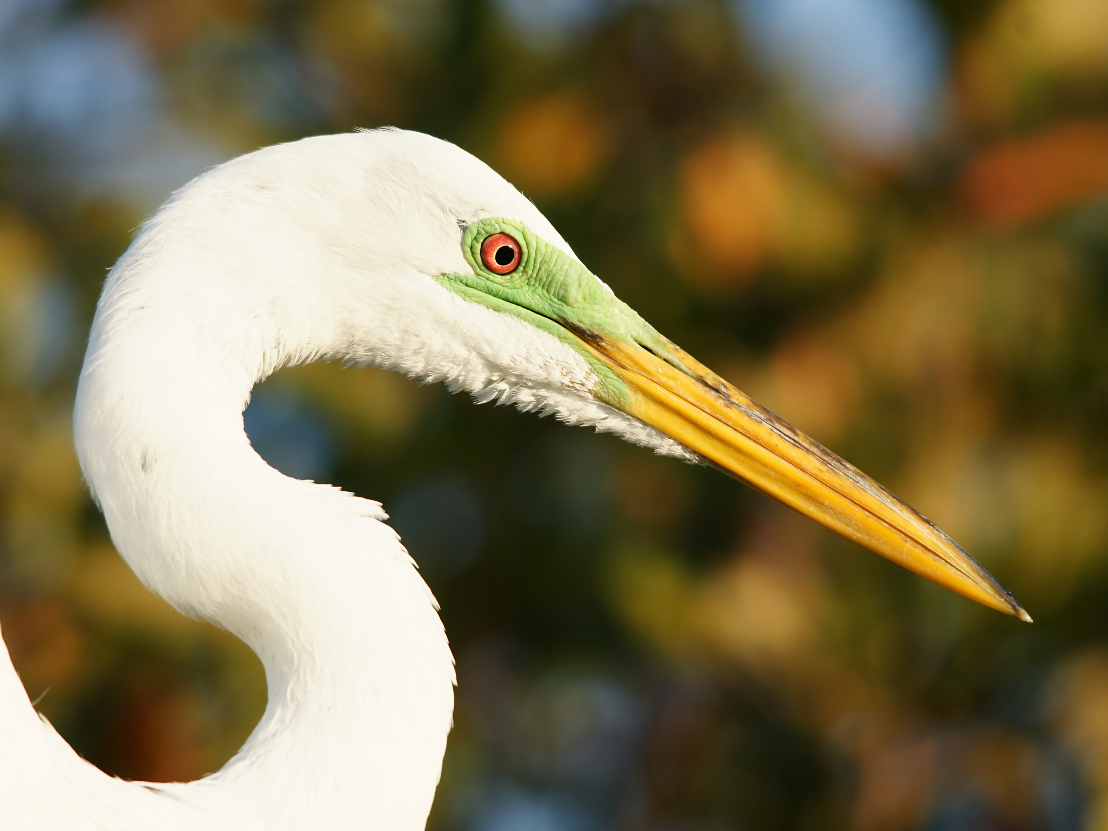 Ardea alba (head)