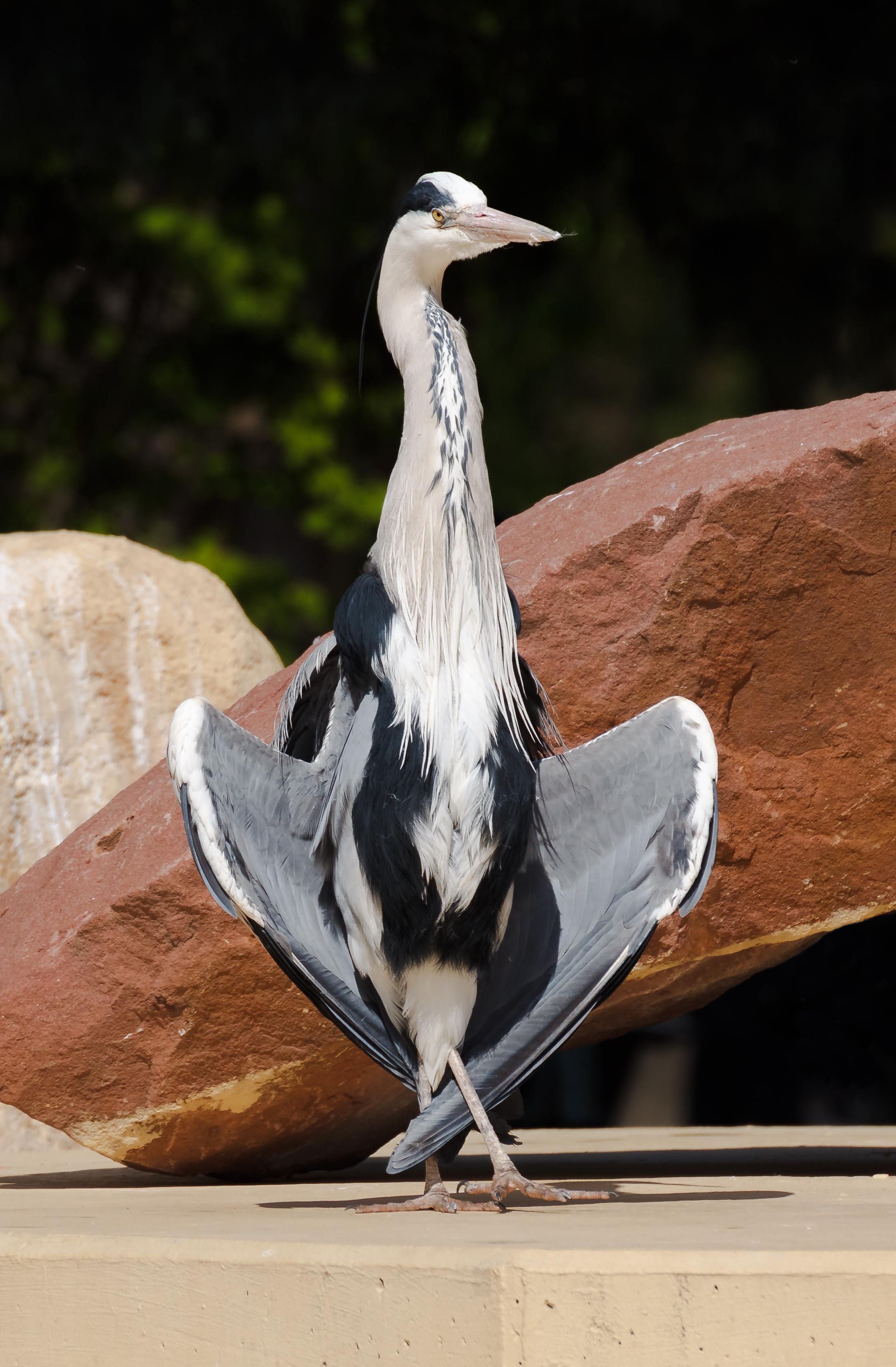 Ardea cinerea - Heidelberg