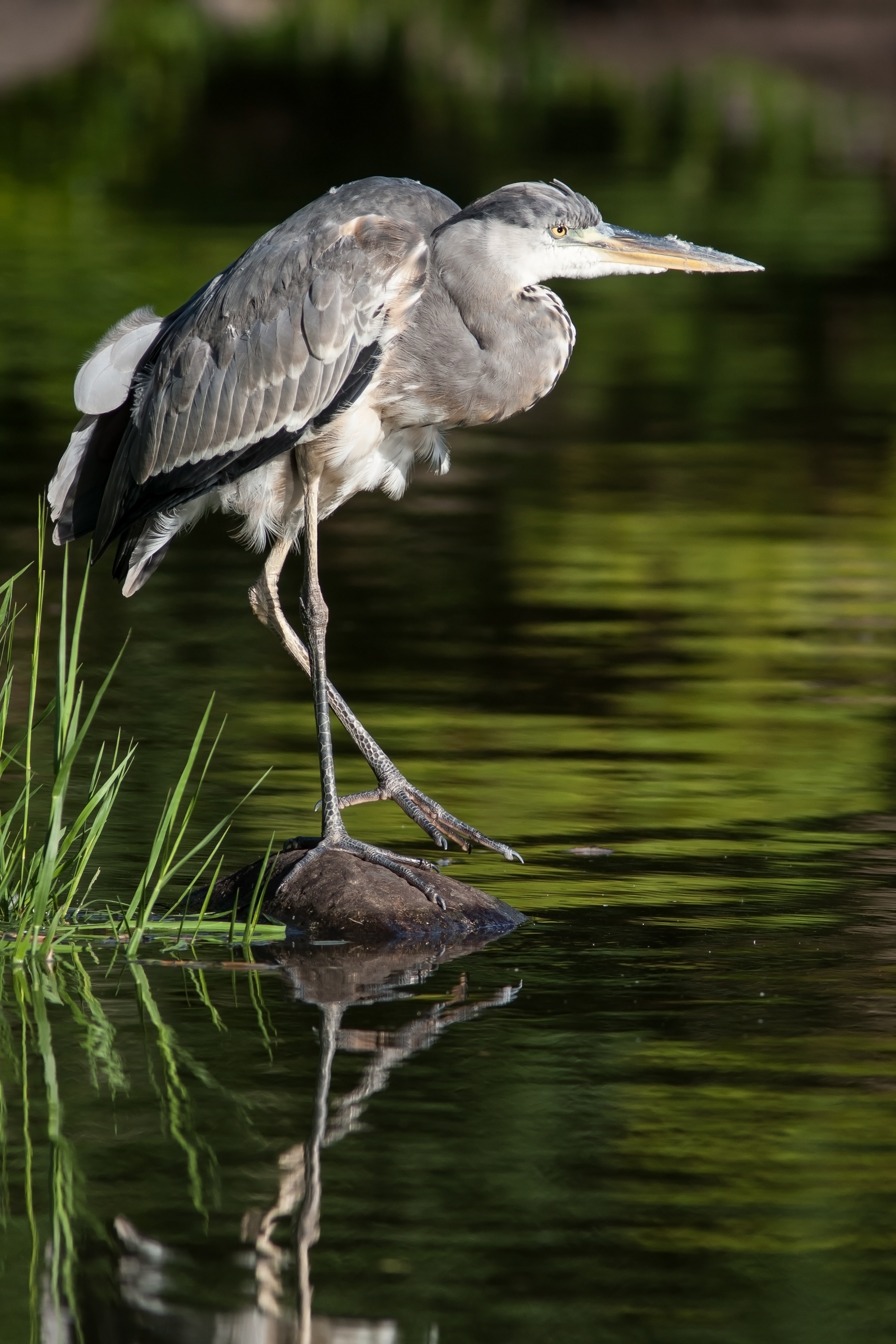 Ardea cinerea 2013-09-16