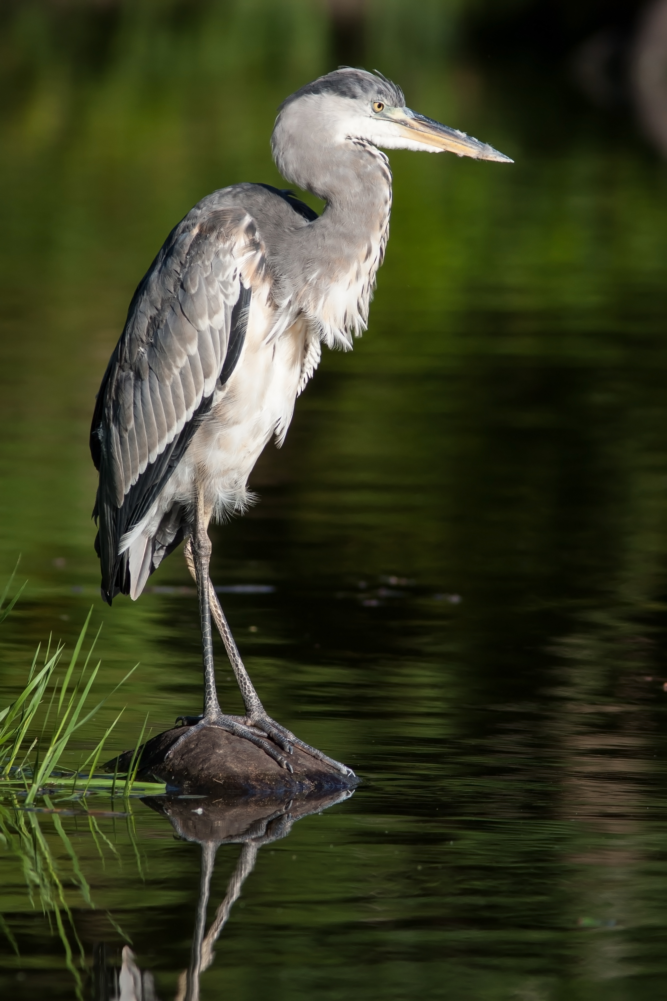 Ardea cinerea 2013-09-16 2