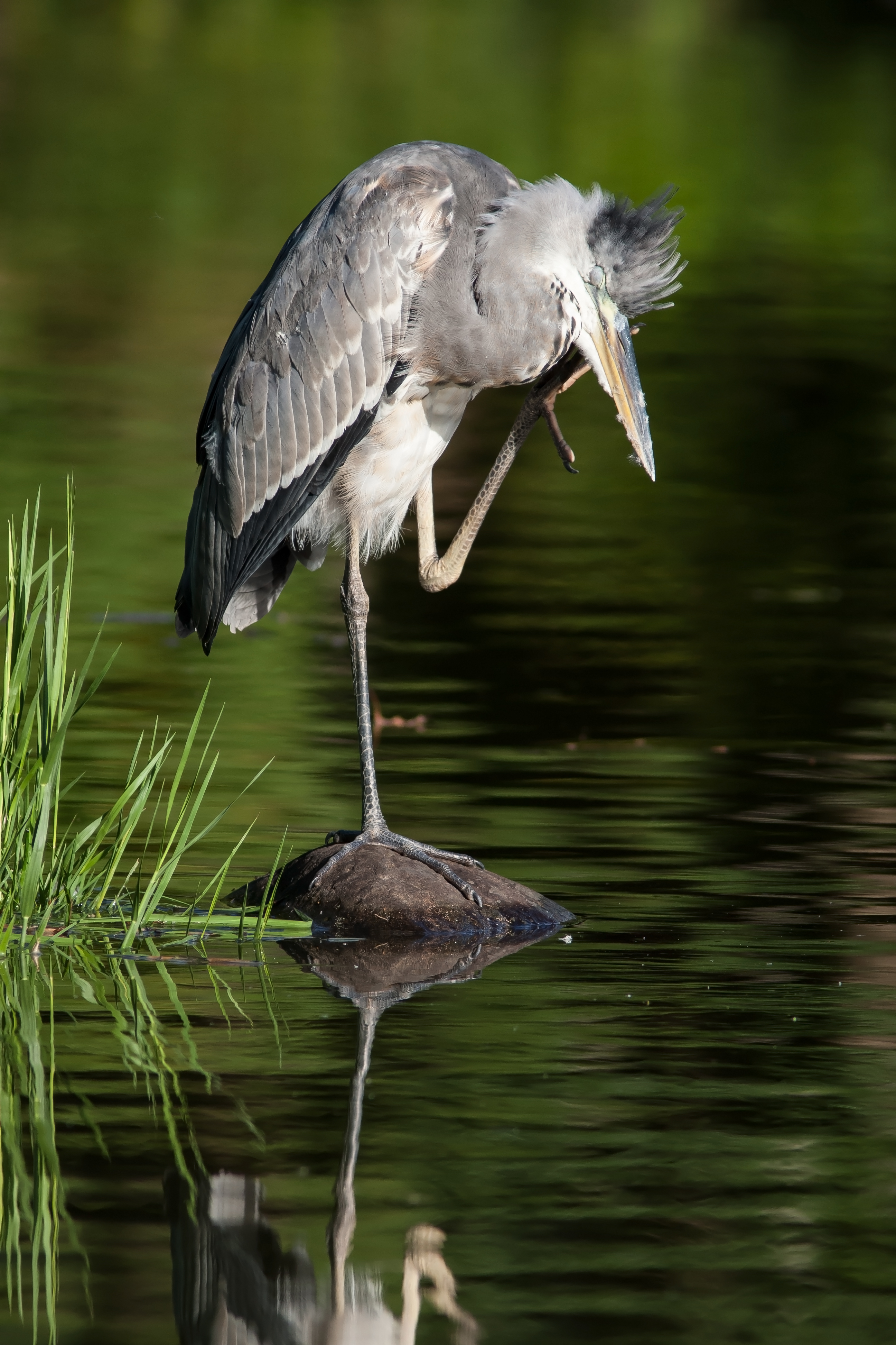 Ardea cinerea 2013-09-16 4