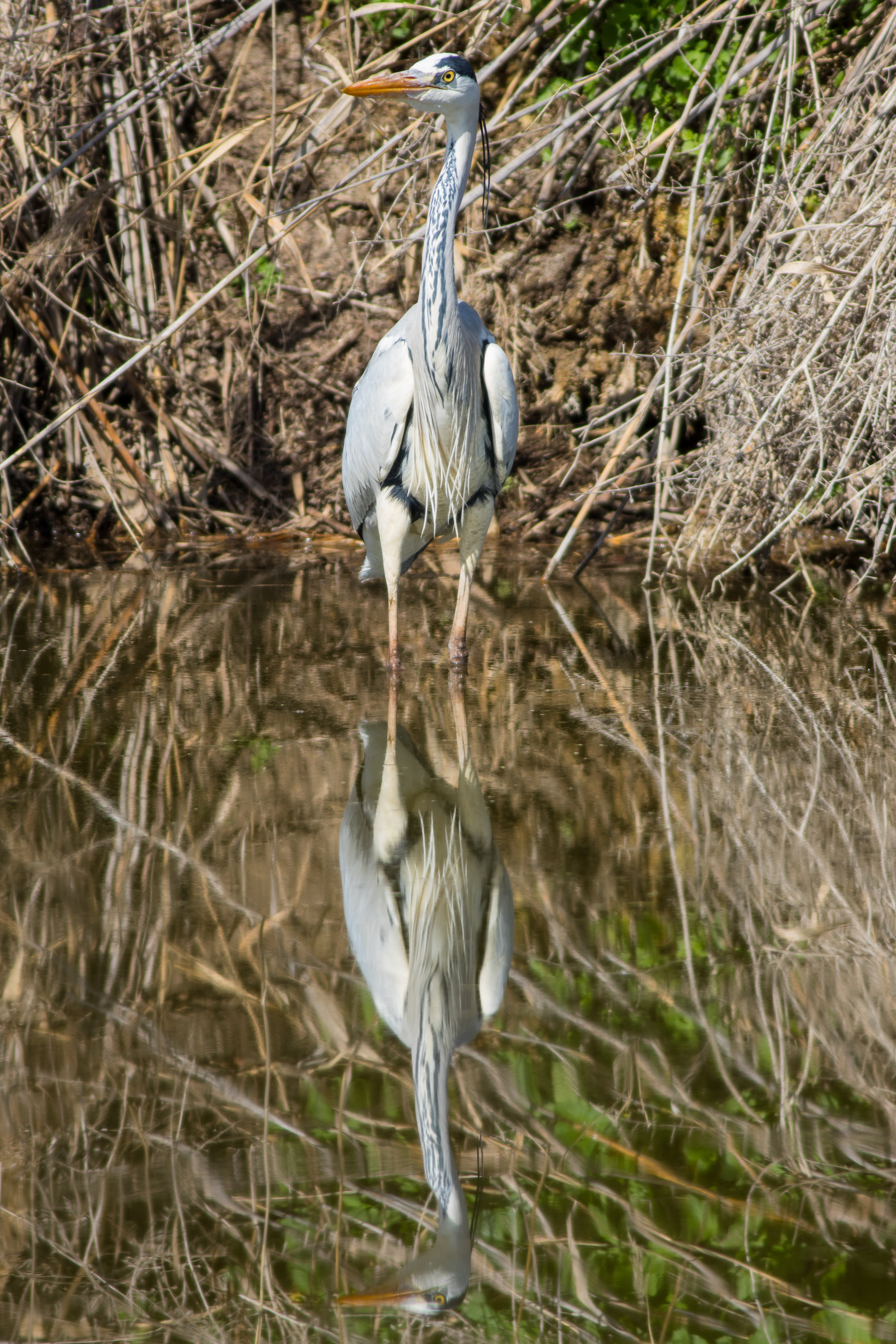 Ardea cinerea, Israel