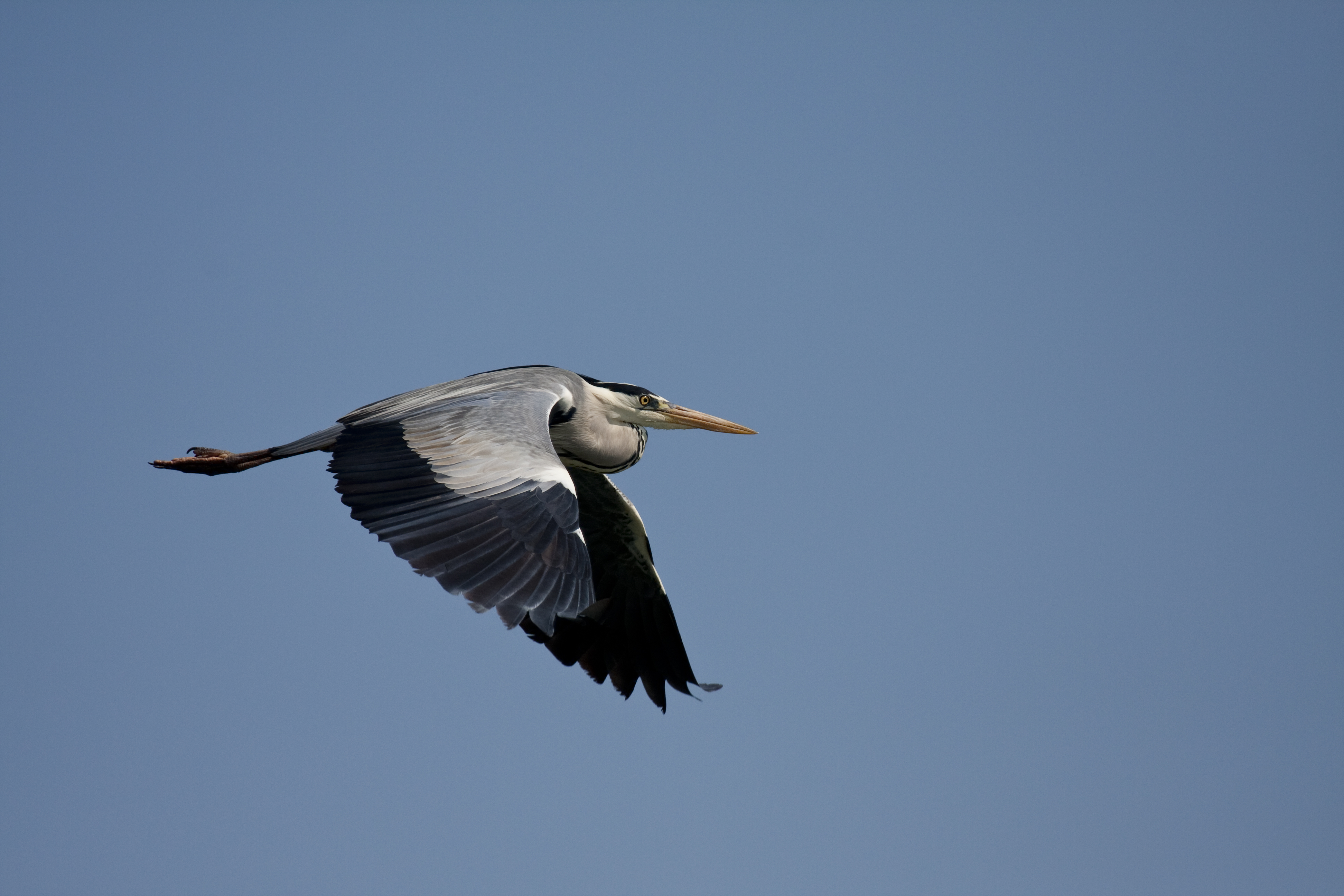 Ardea cinerea, Lake Kerkini