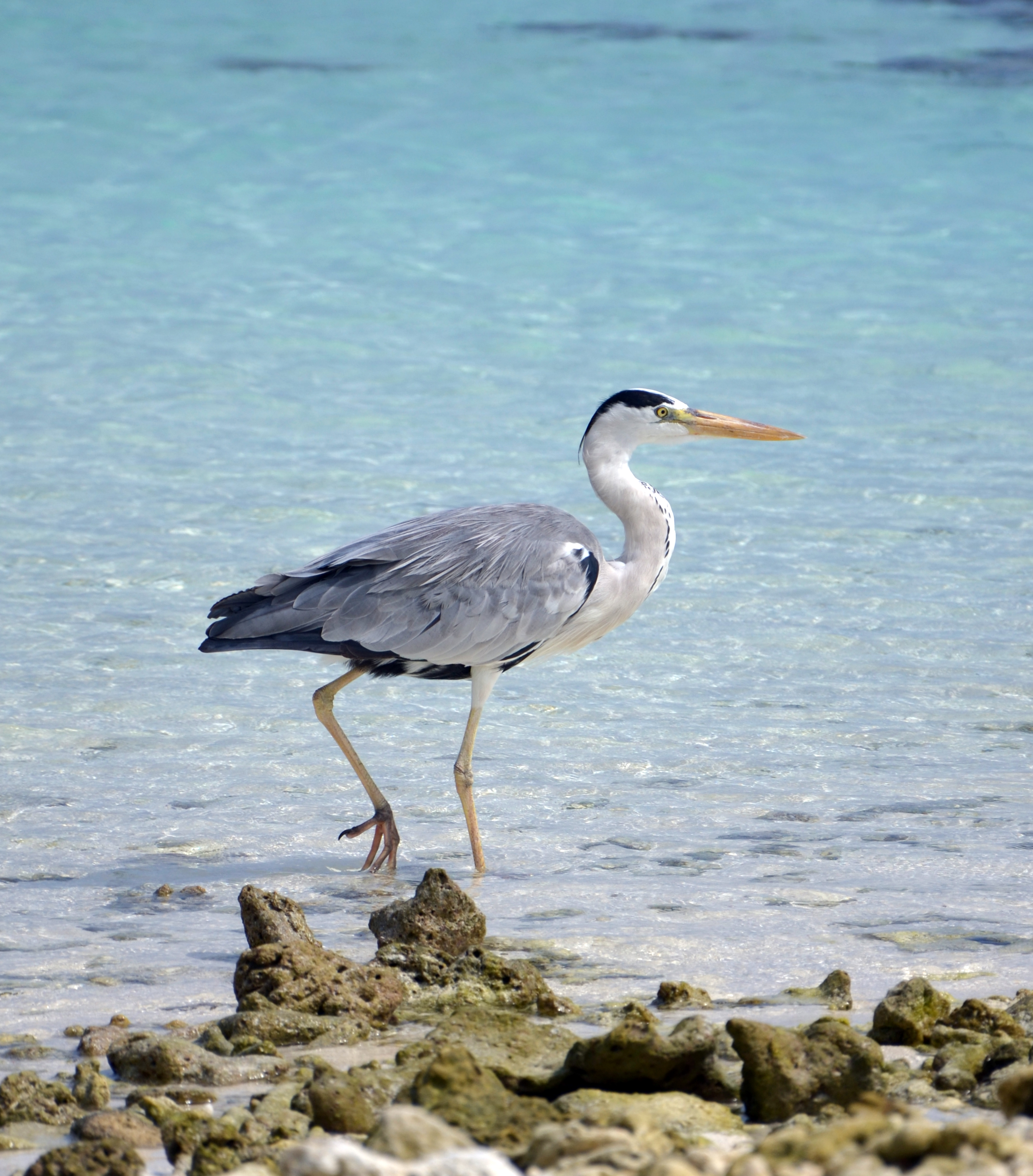 Ardea cinerea Bathala Maldives (3)