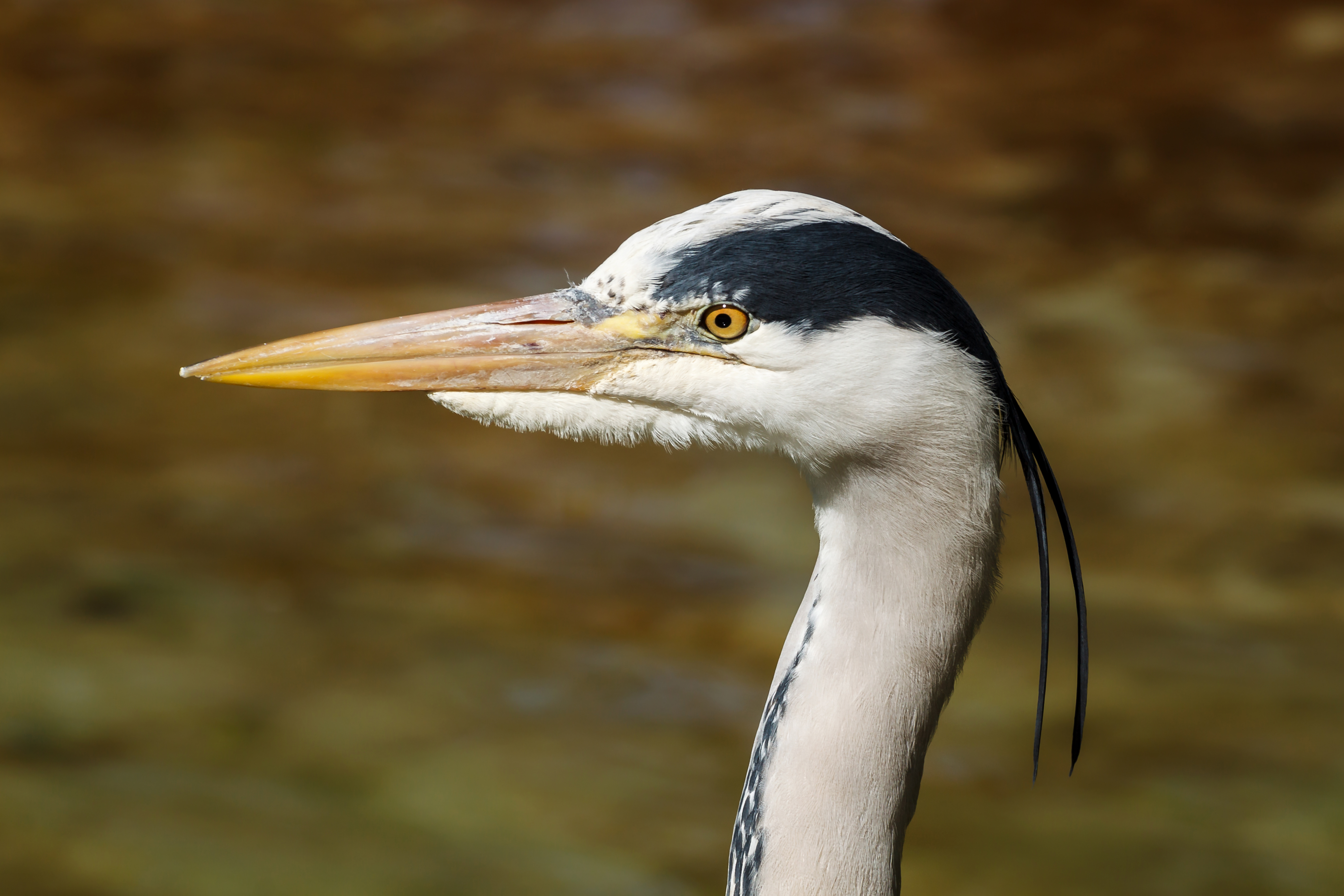 Ardea cinerea head - Heidelberg