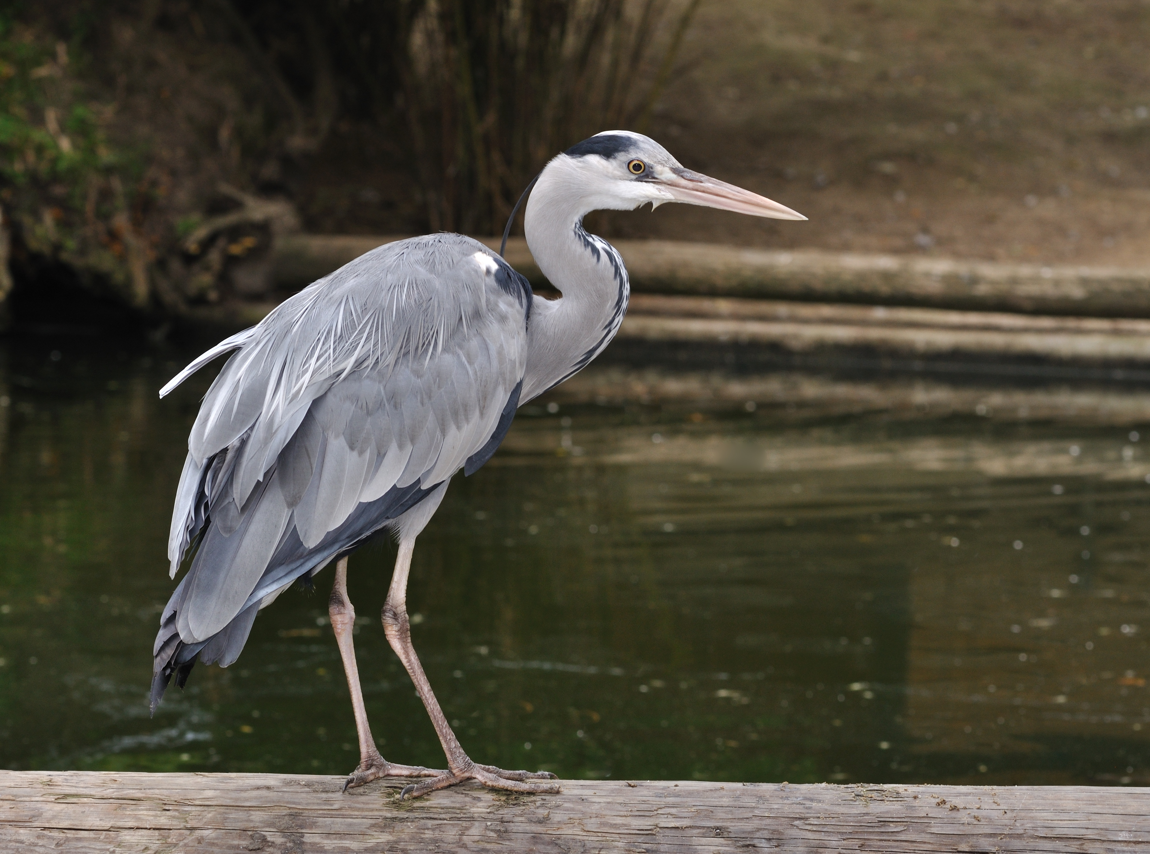 Ardea cinerea qtl3