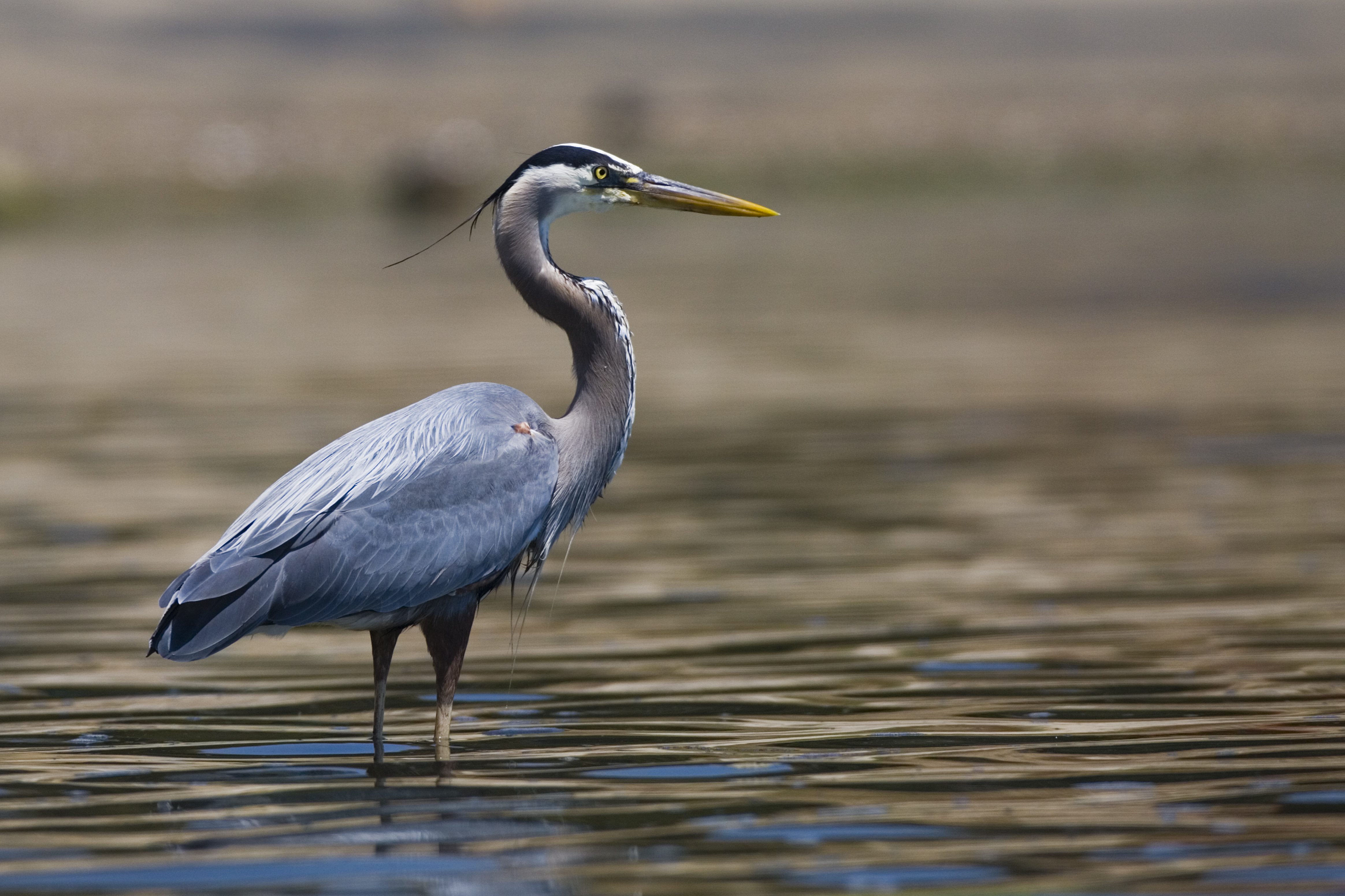Ardea herodias5