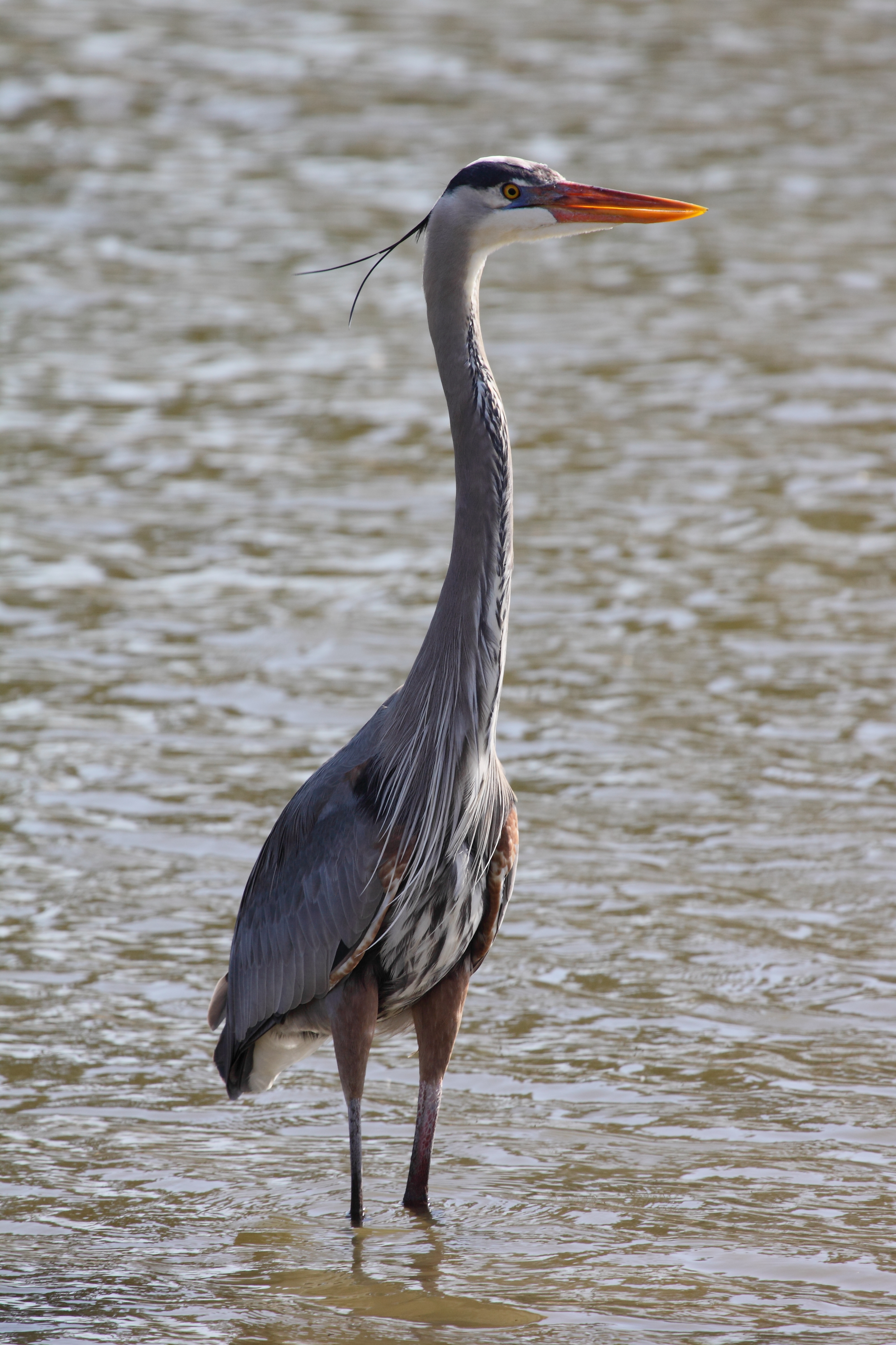 Ardea herodias51
