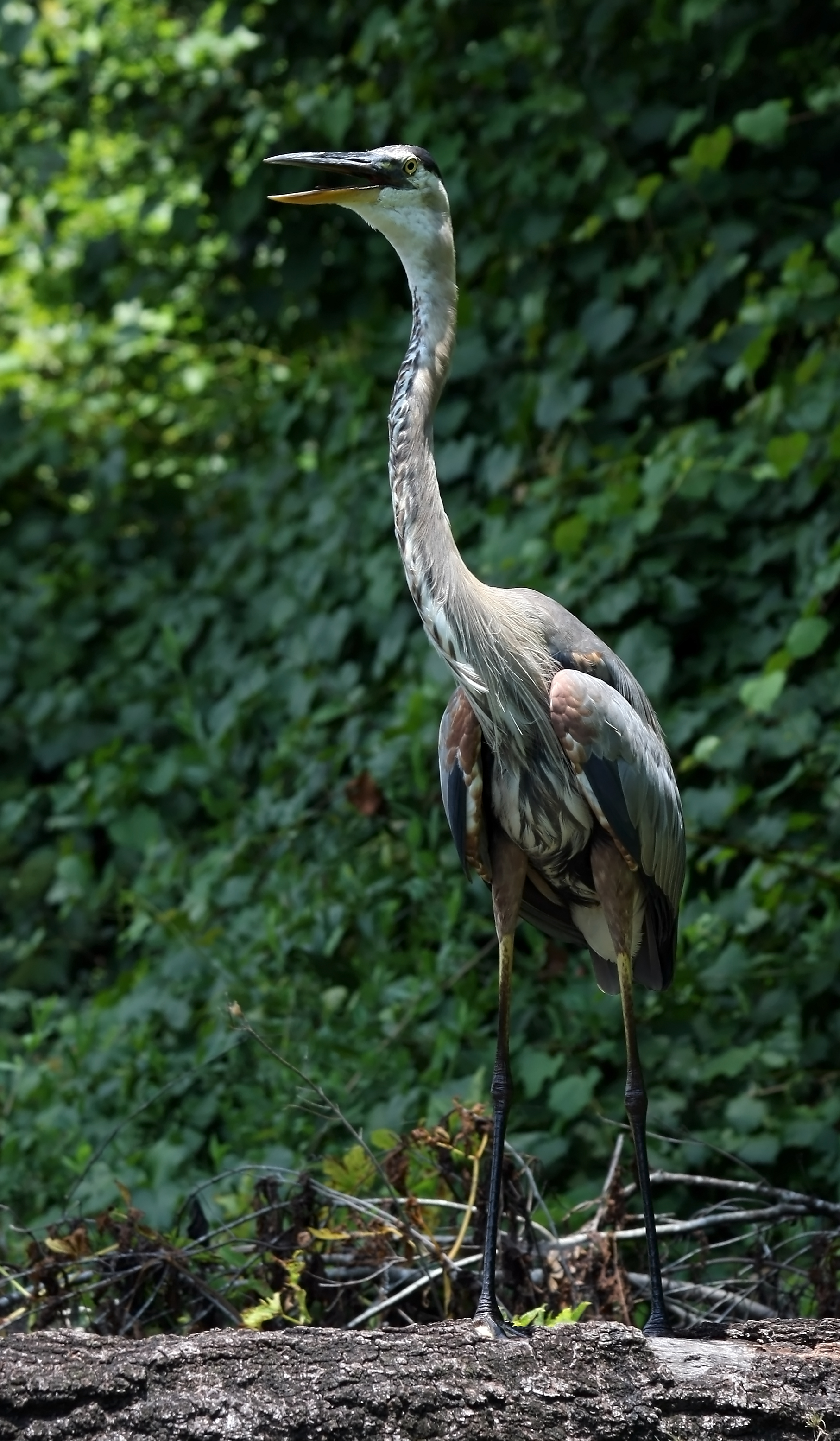 Ardea herodias (panting)