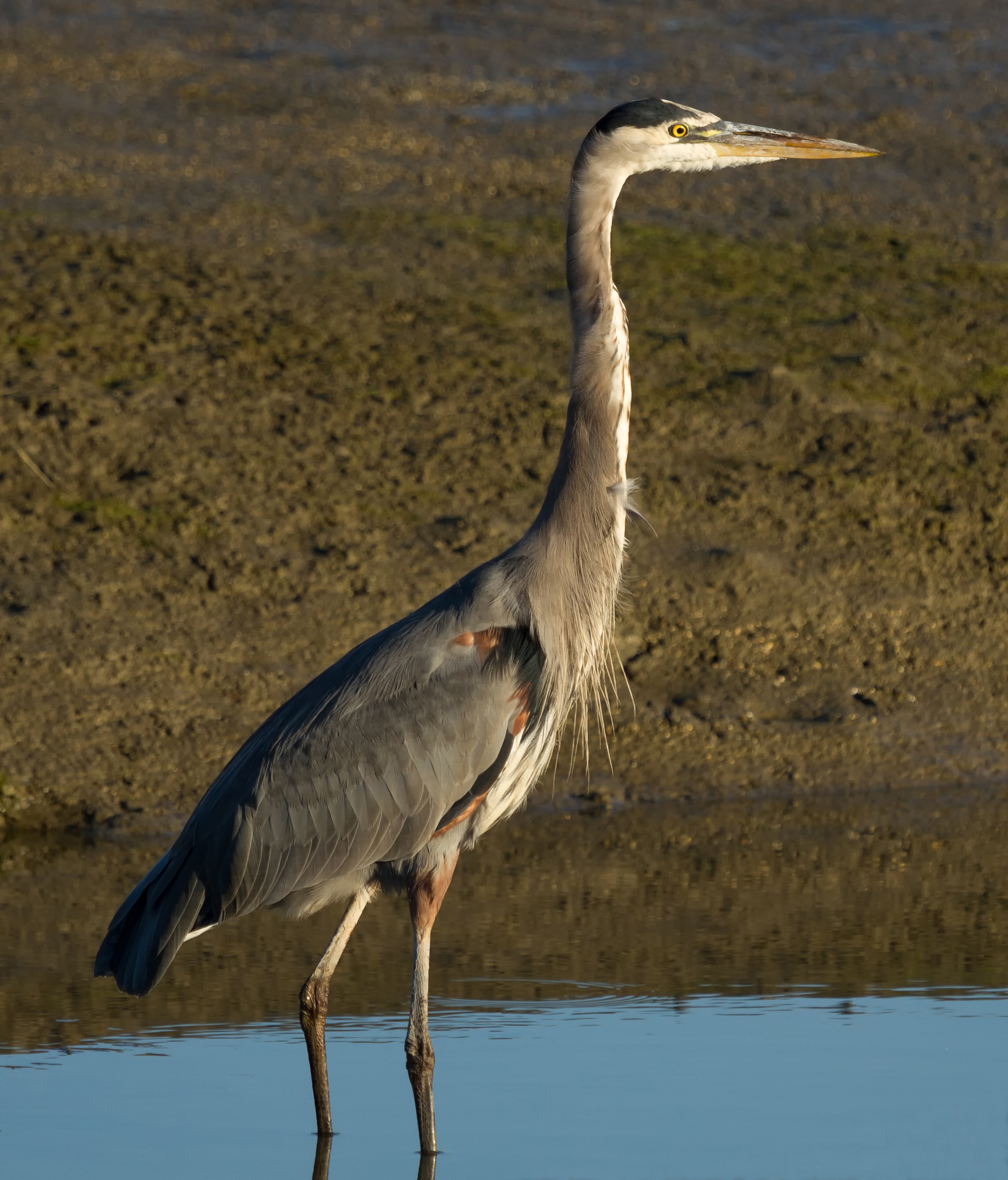 Ardea herodias, Richardson Bay