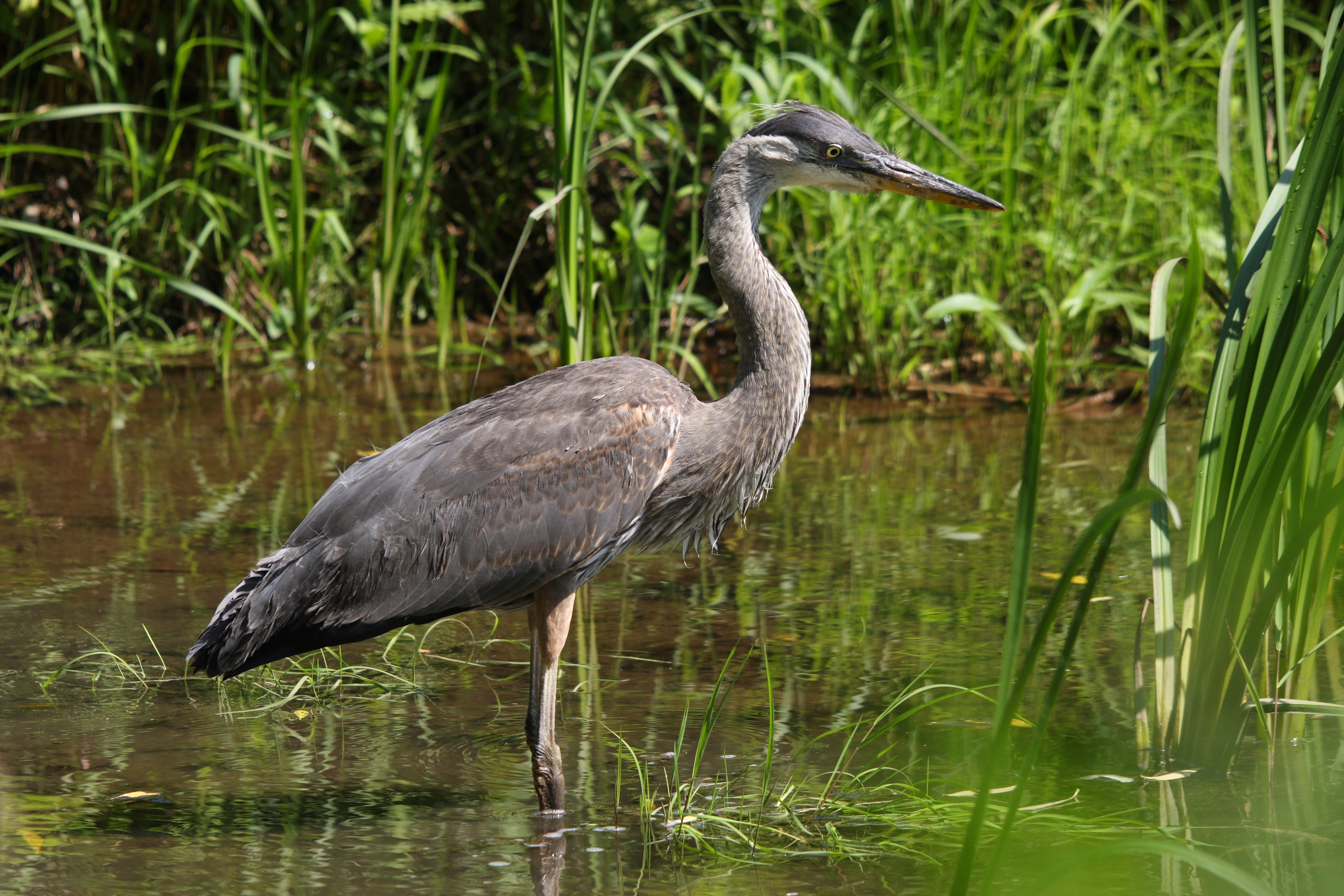 Ardea herodias CT3