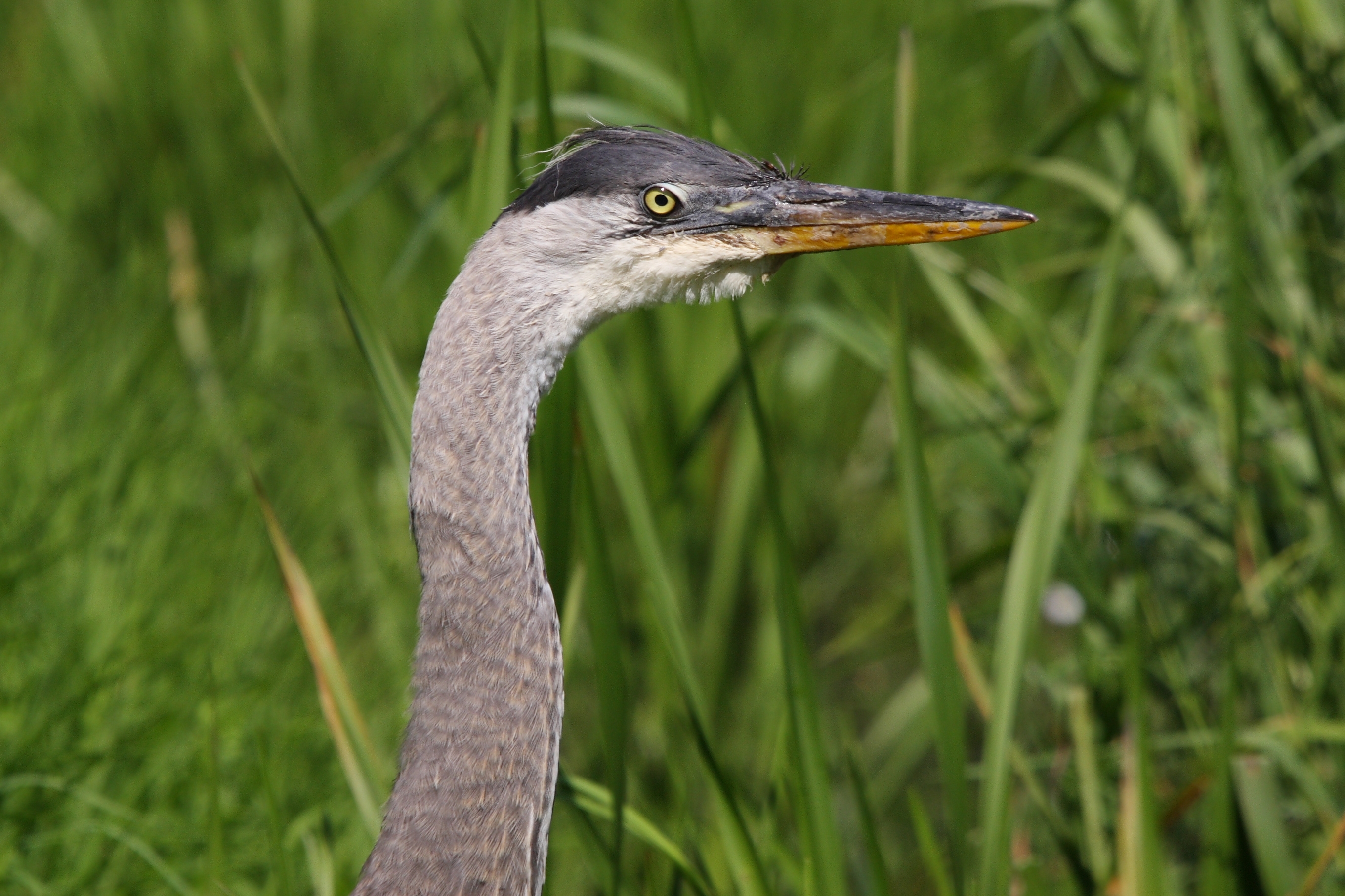 Ardea herodias CT4