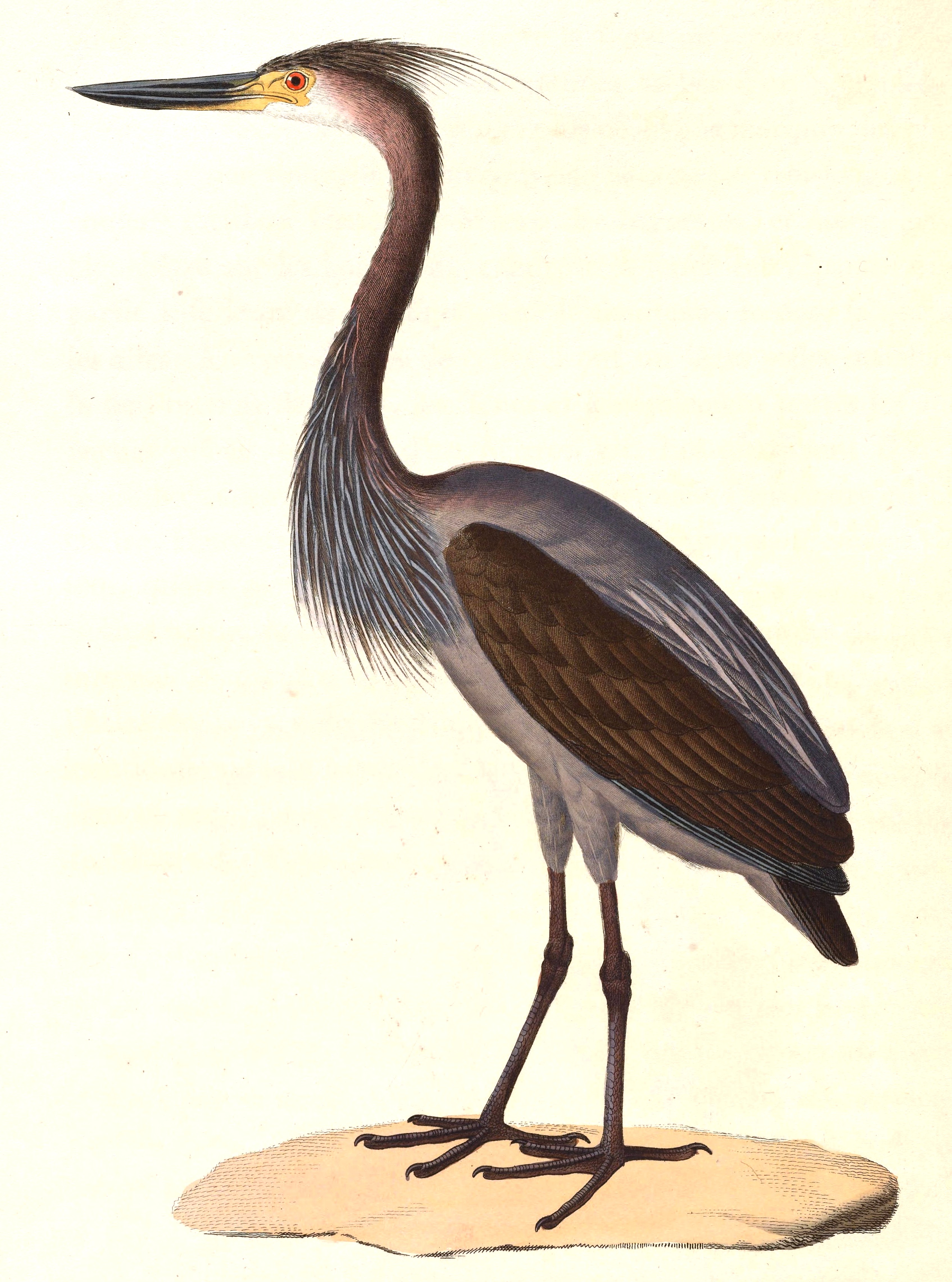 Ardea sumatrana 1838