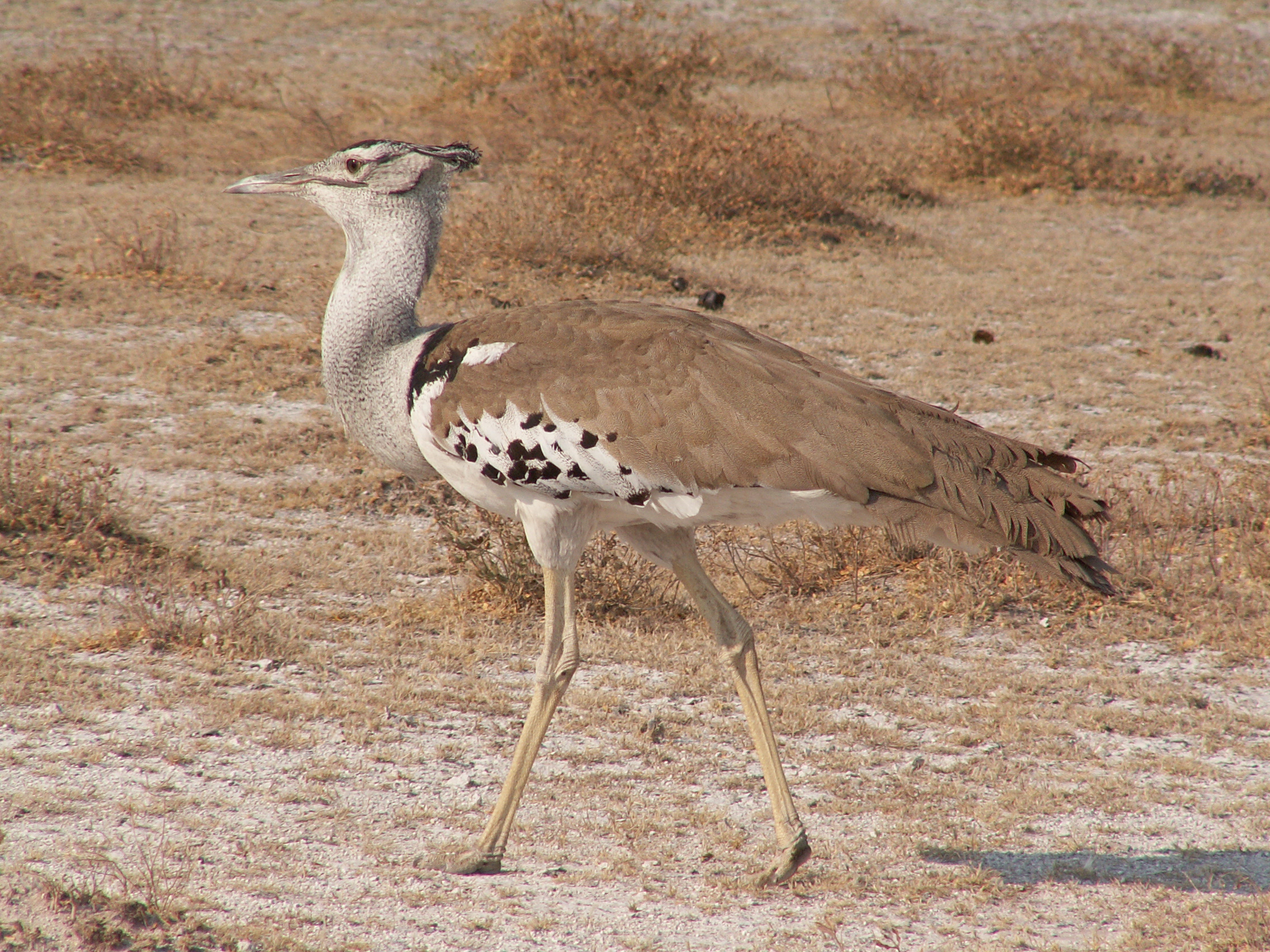 Ardeotis kori Etosha