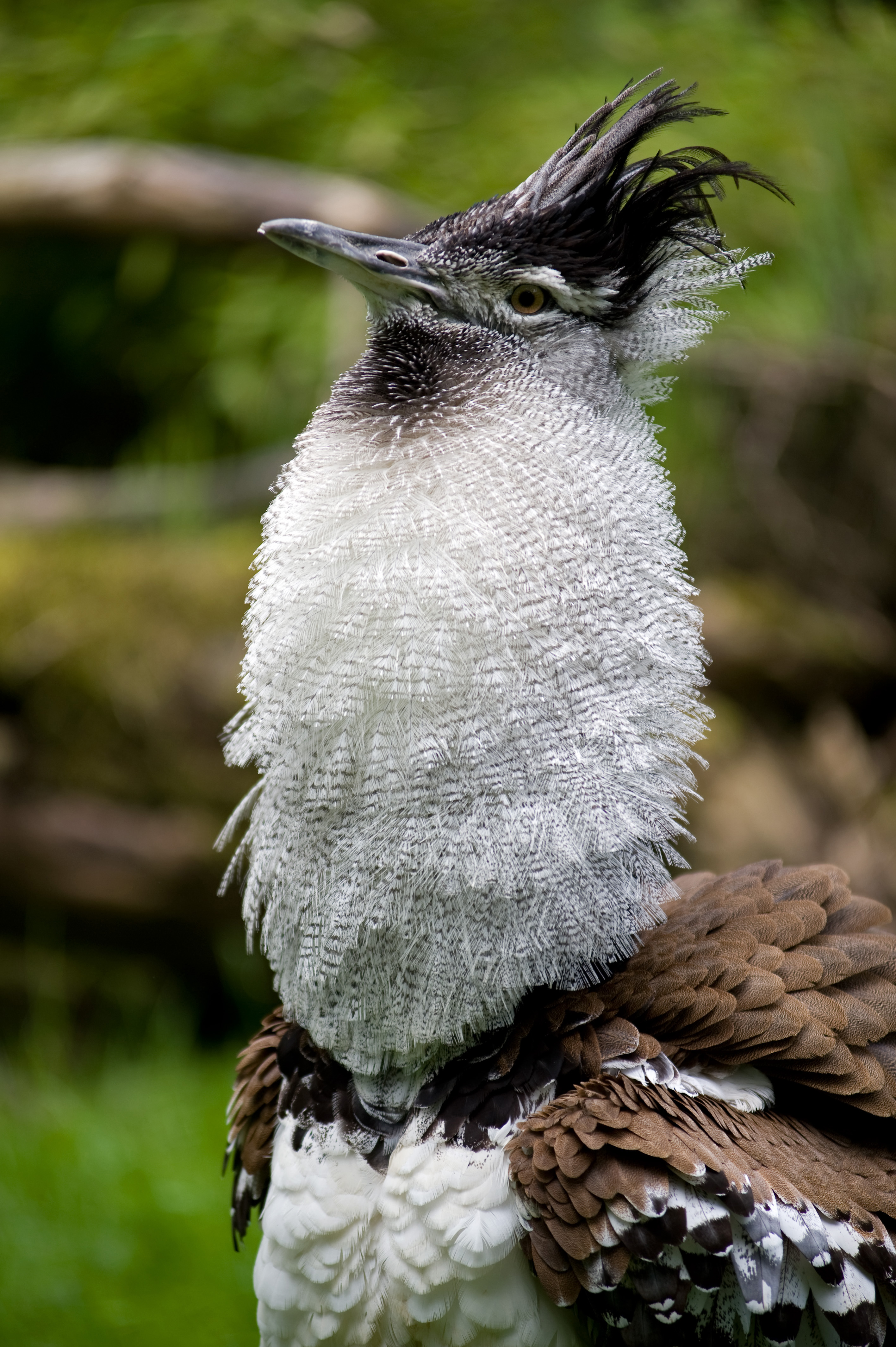 Ardeotis kori Riesentrappe Kori Bustard