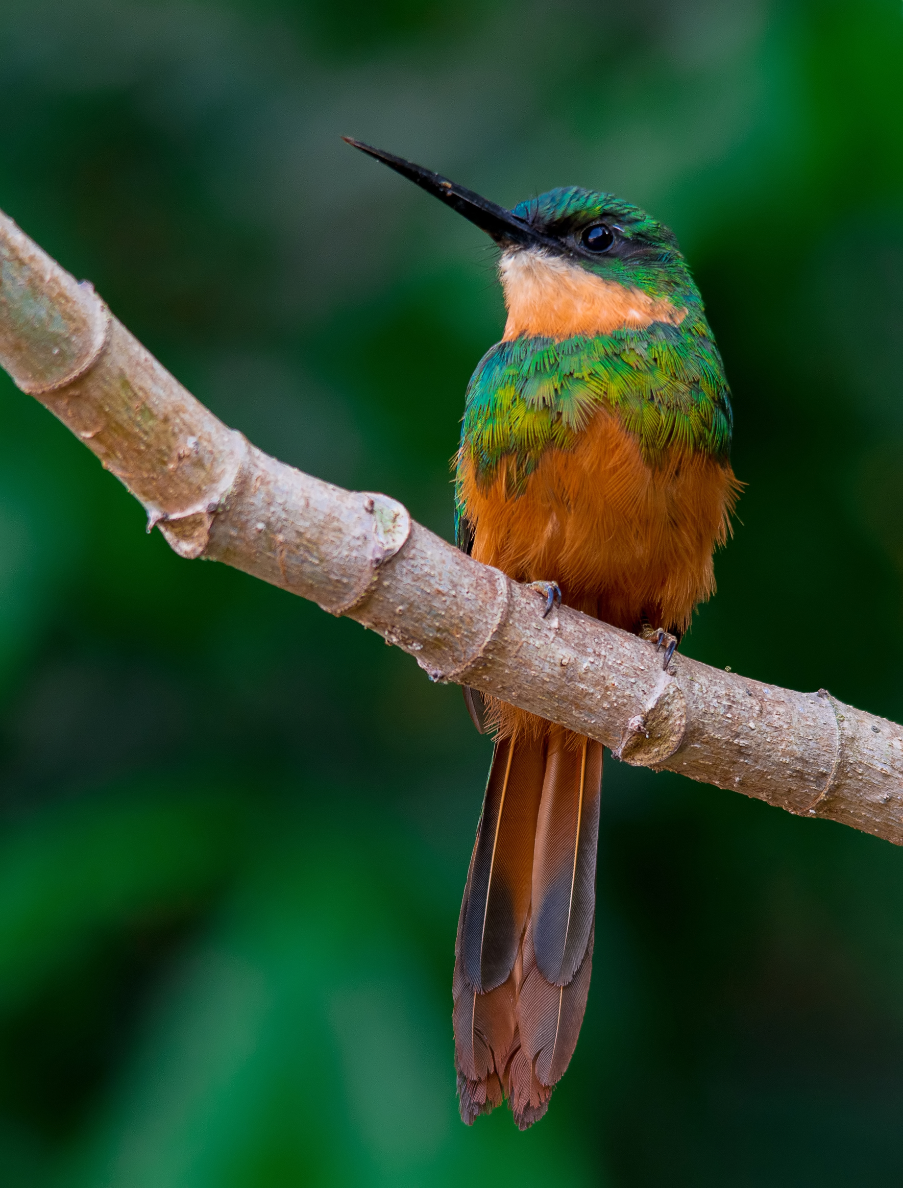Ariramba-de-cauda-ruiva (cropped)