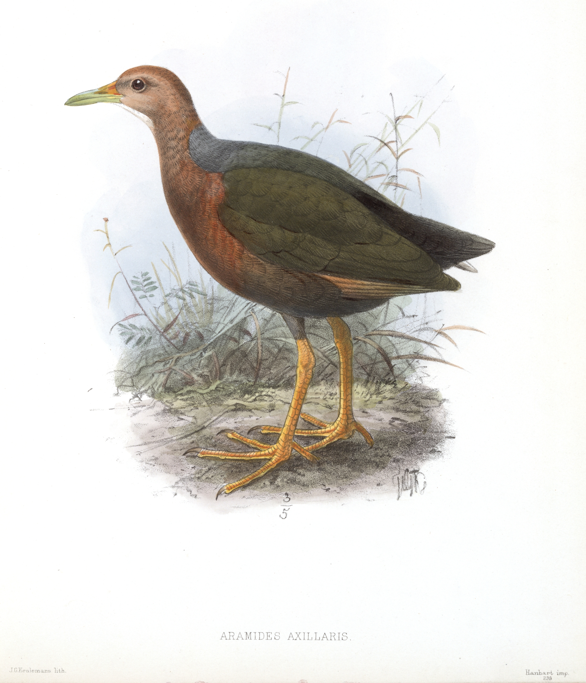 ArtamidesAxillarisKeulemans