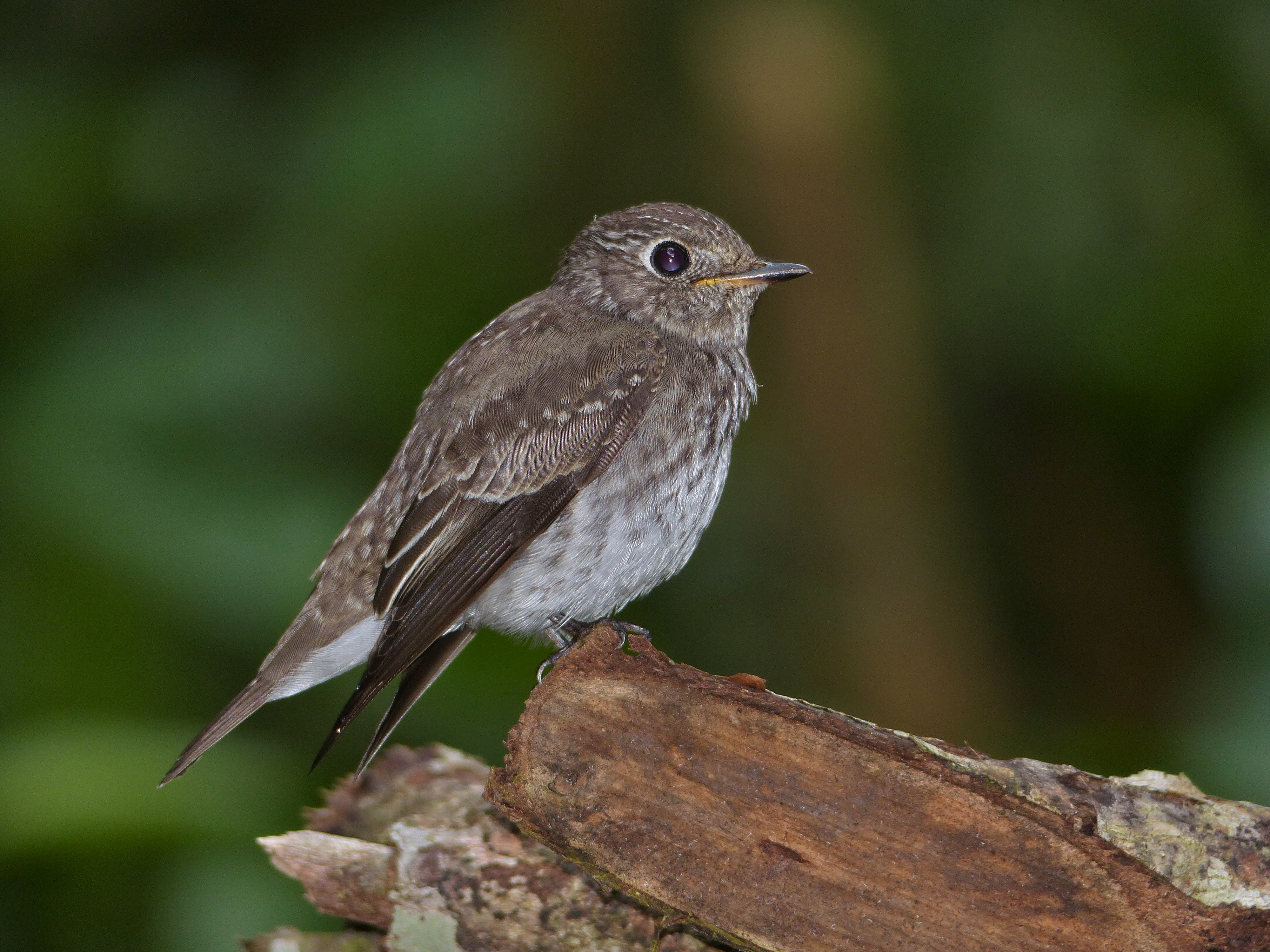 Asian Brown Flycatcher (Muscicapa dauurica) (15489798050)