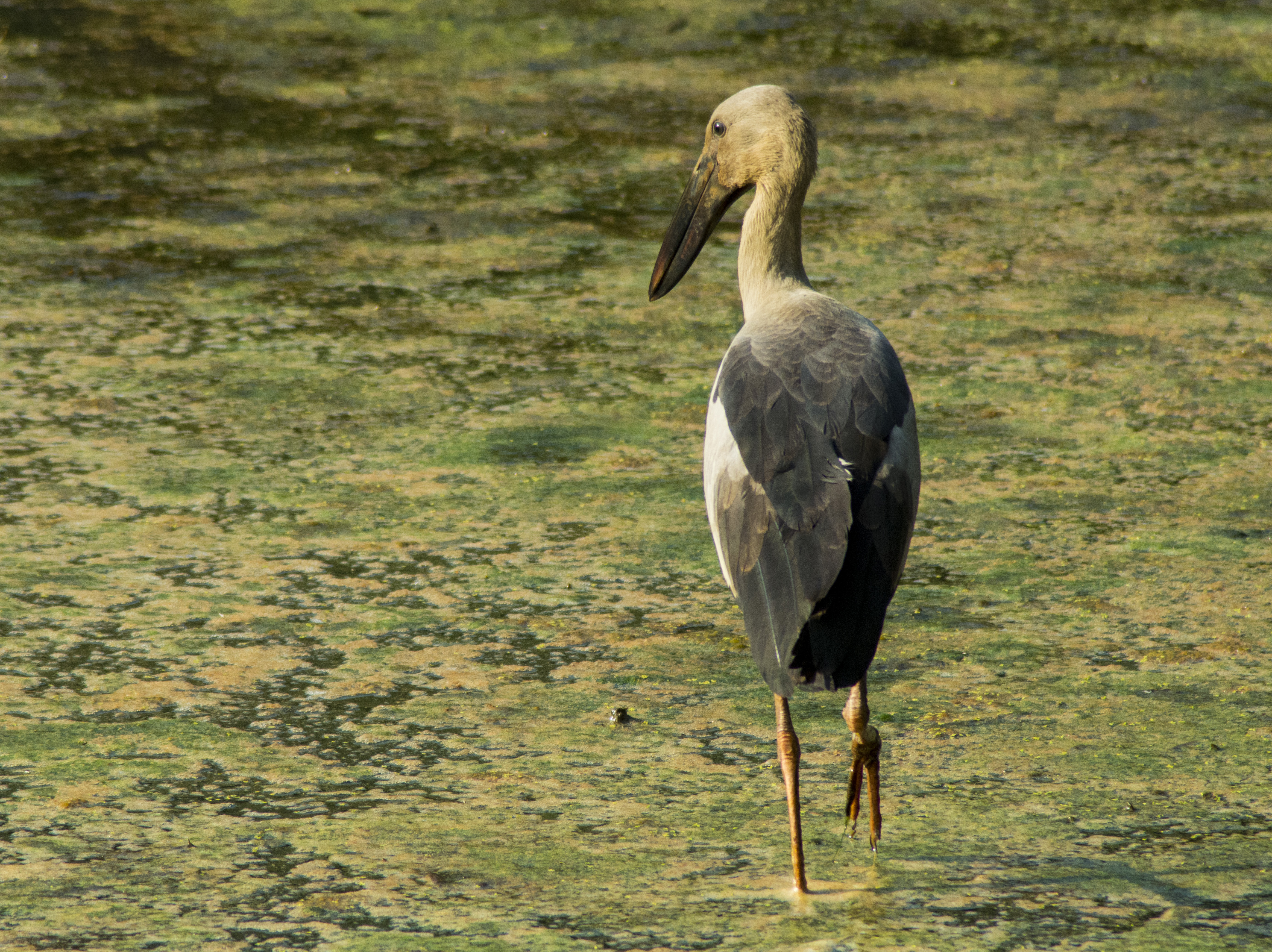 Asian Openbill Stork-