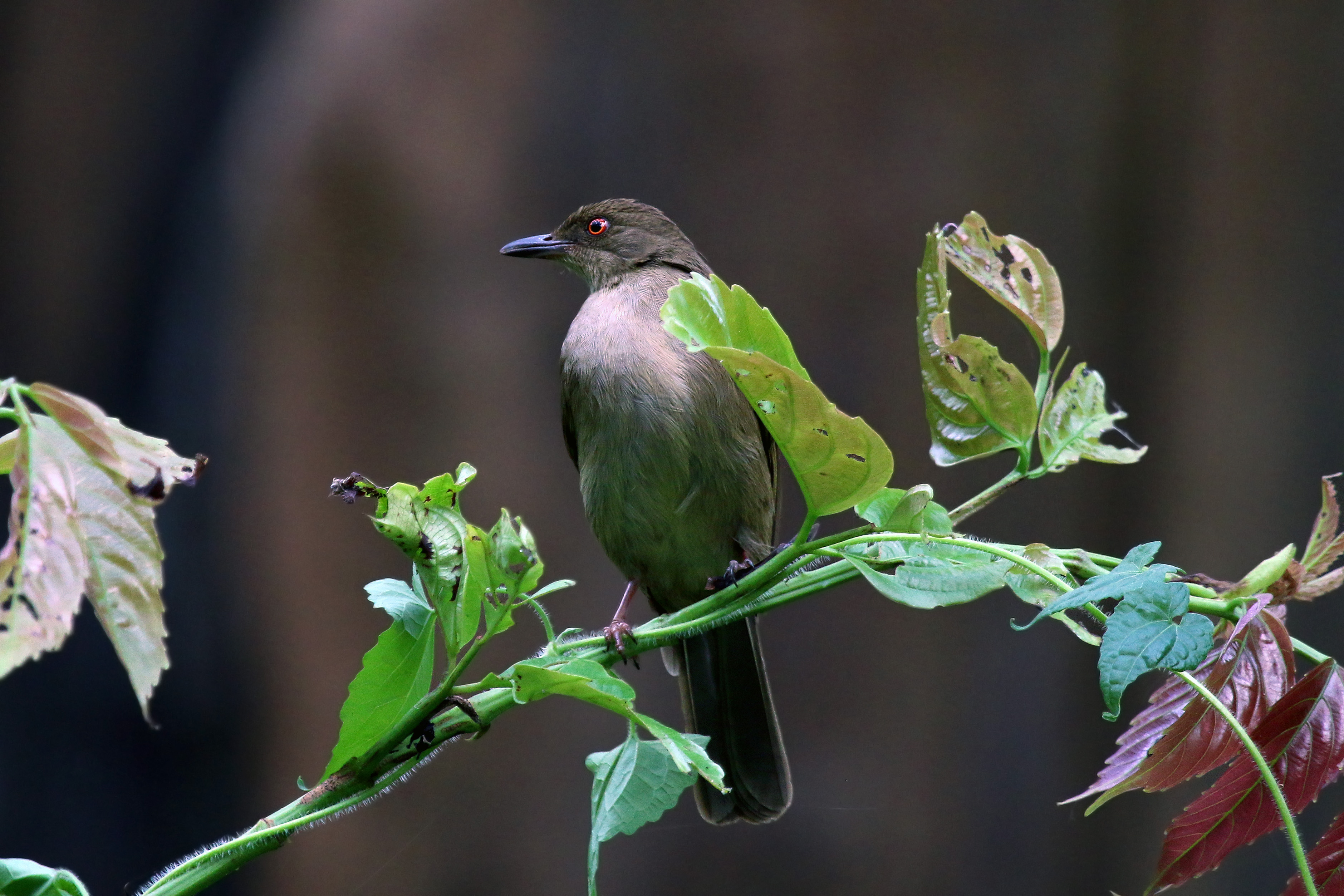 Asian red-eyed bulbul (Pycnonotus brunneus)