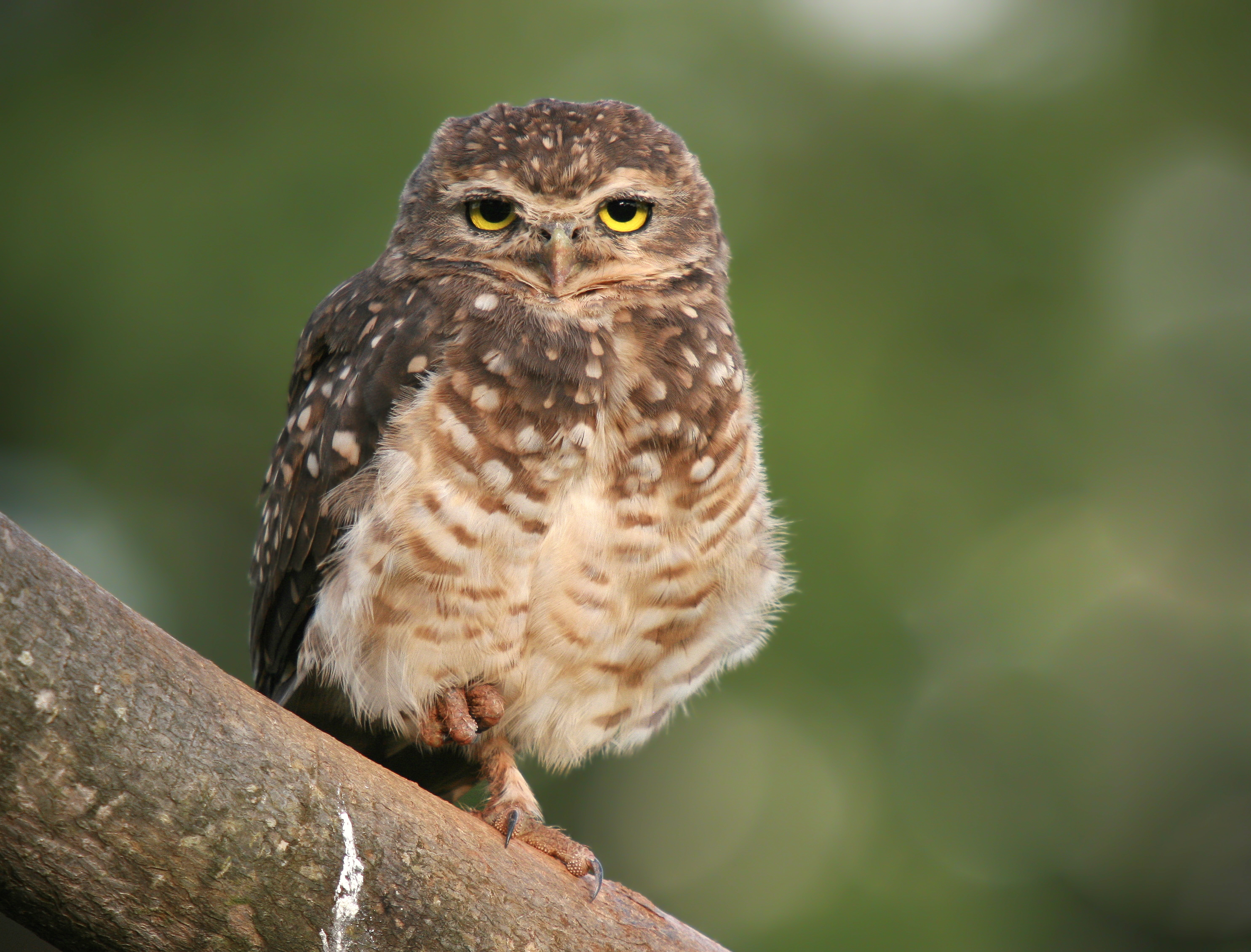 Athene cunicularia 1 edited