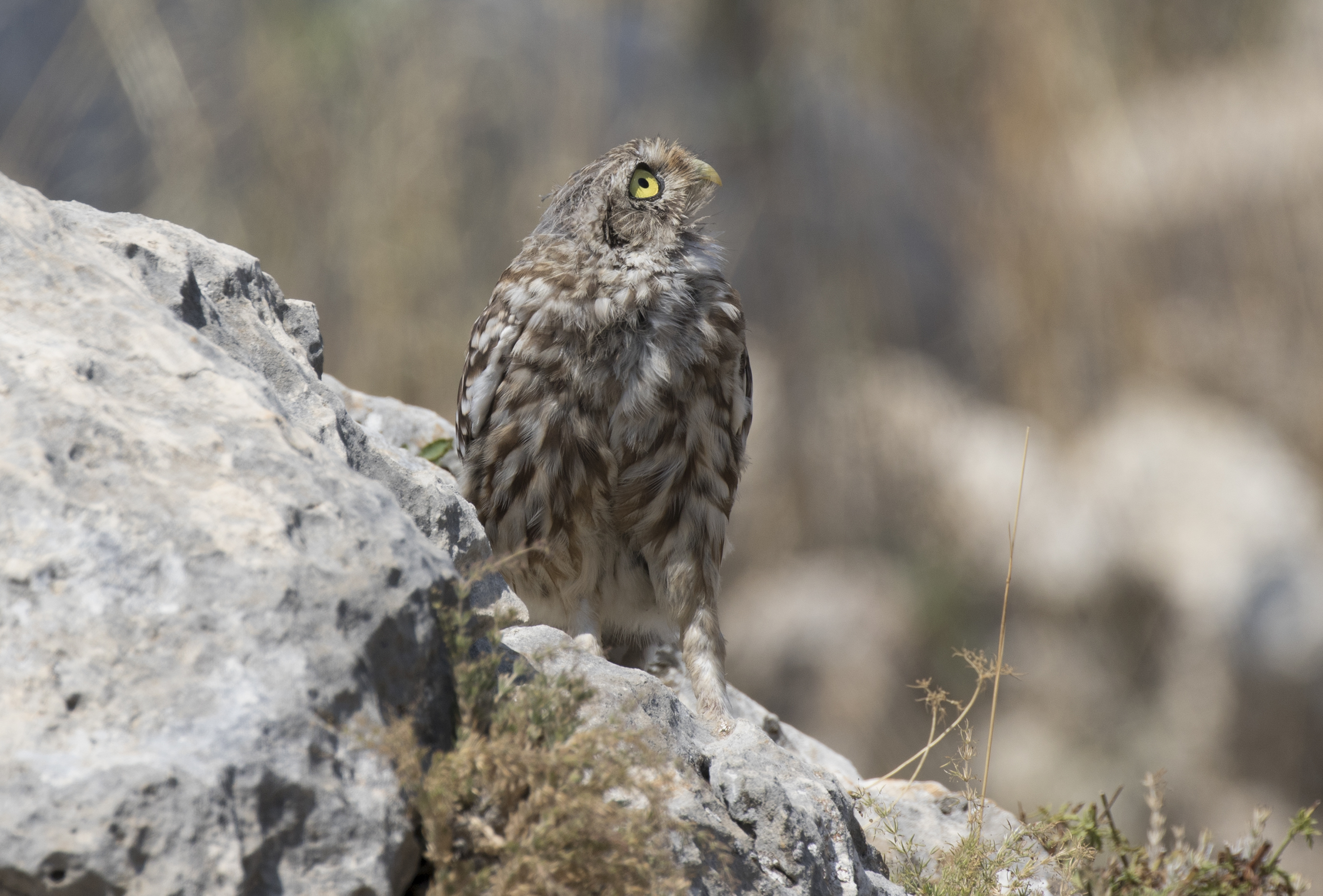 Athene noctua - Little owl 01
