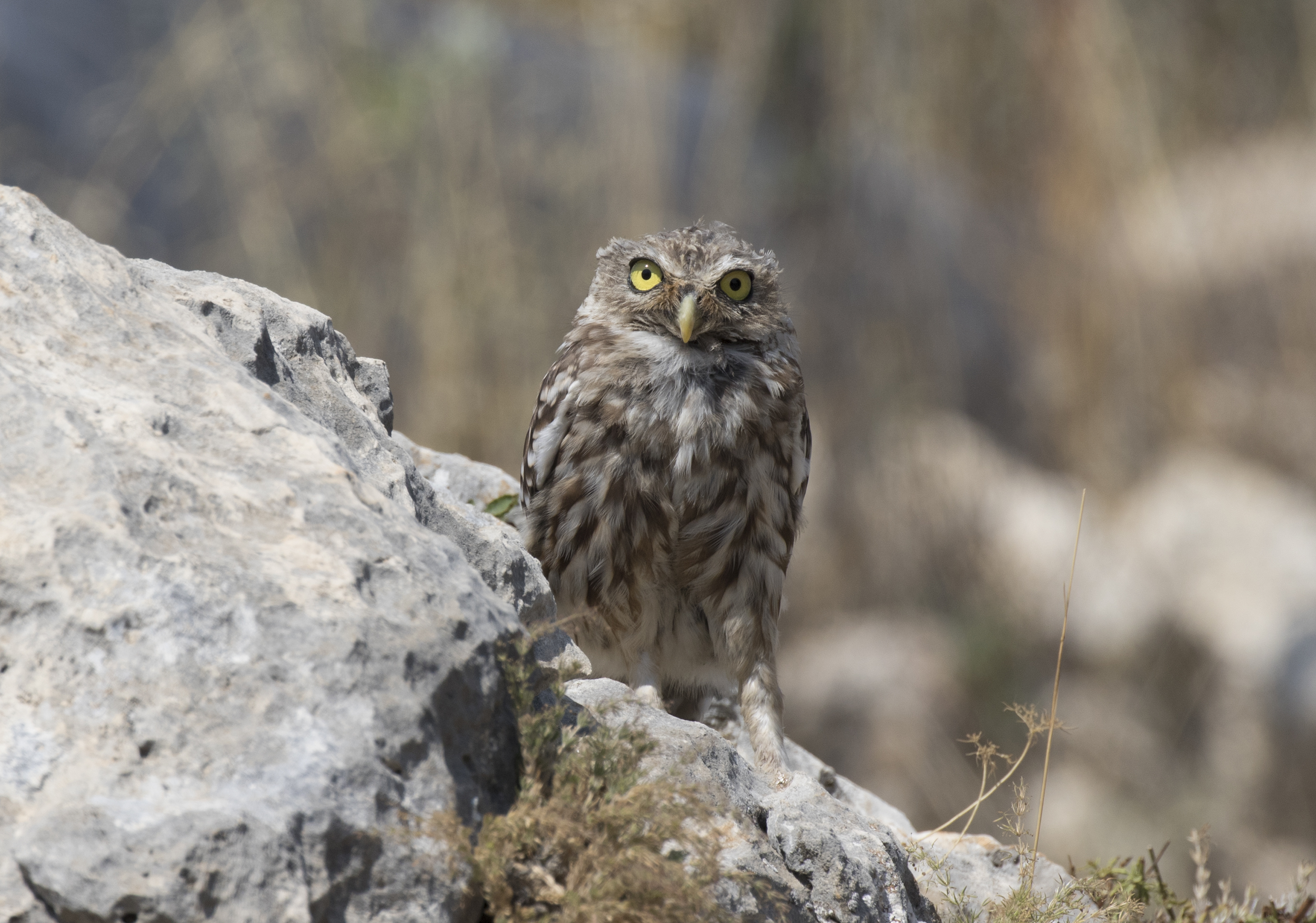 Athene noctua - Little owl 02