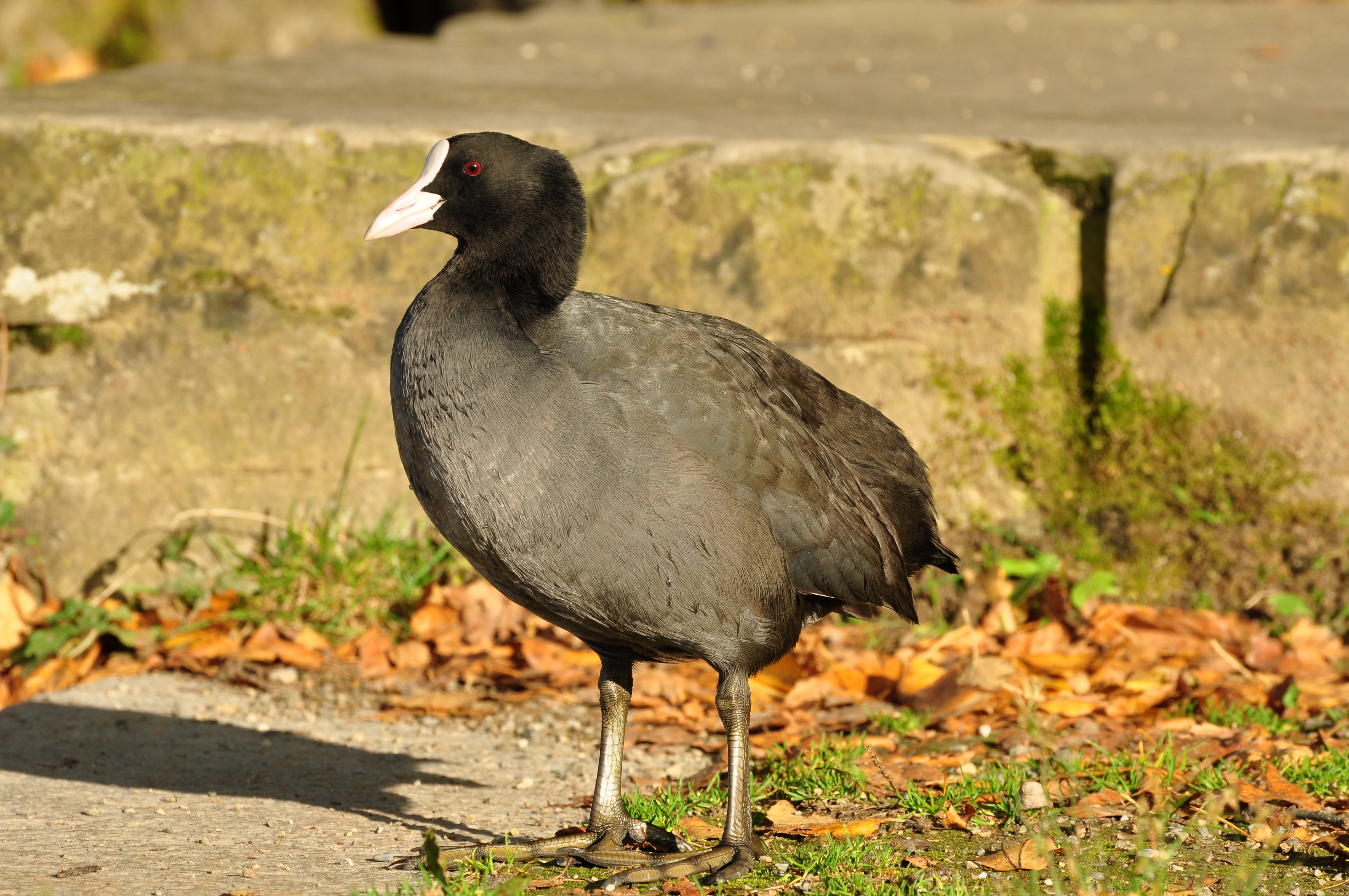 Auslikon - Strandbad - Fulica atra 2010-10-20 16-35-08