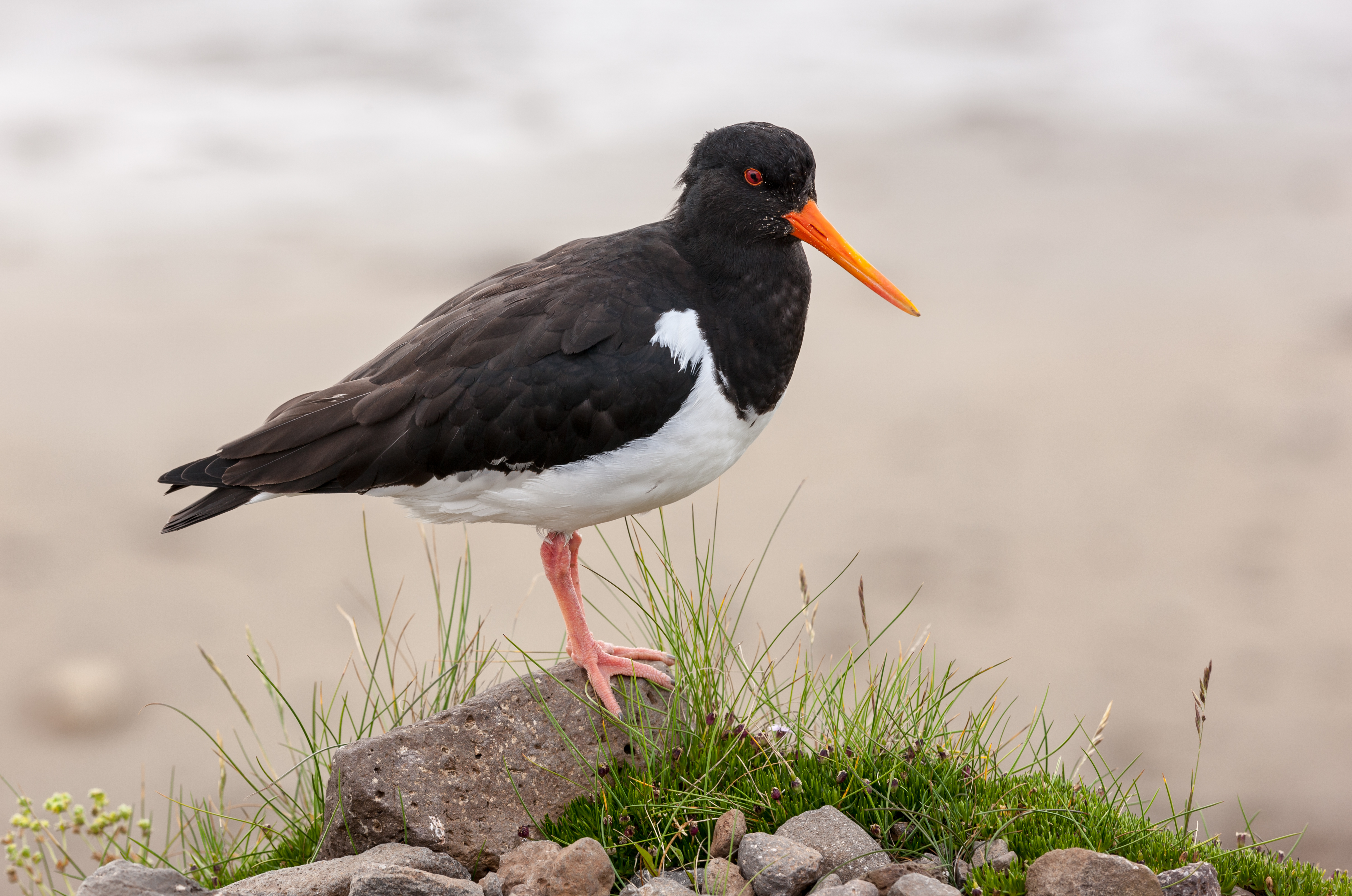 Austernfischer Haematopus ostralegus Iceland RB
