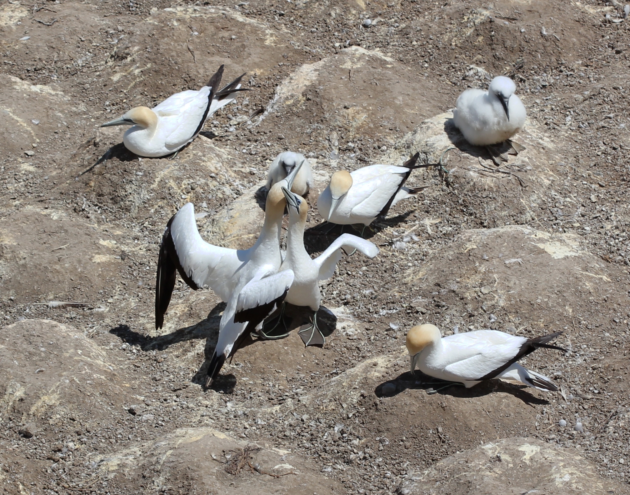 Australasian Gannet greeting mate