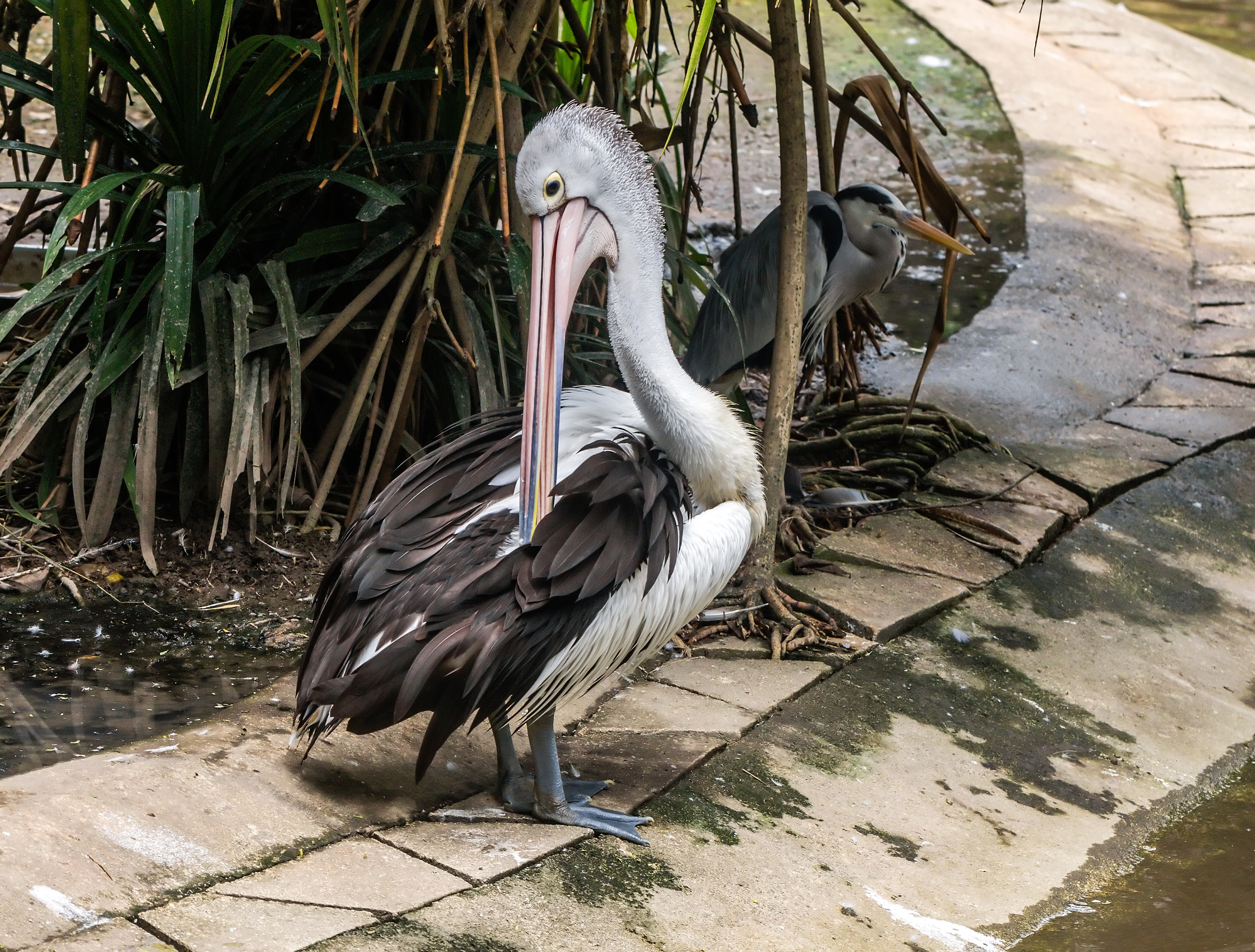 Australian pelican (Pelecanus conspicillatus), Gembira Loka Zoo, Yogyakarta, 2015-03-15
