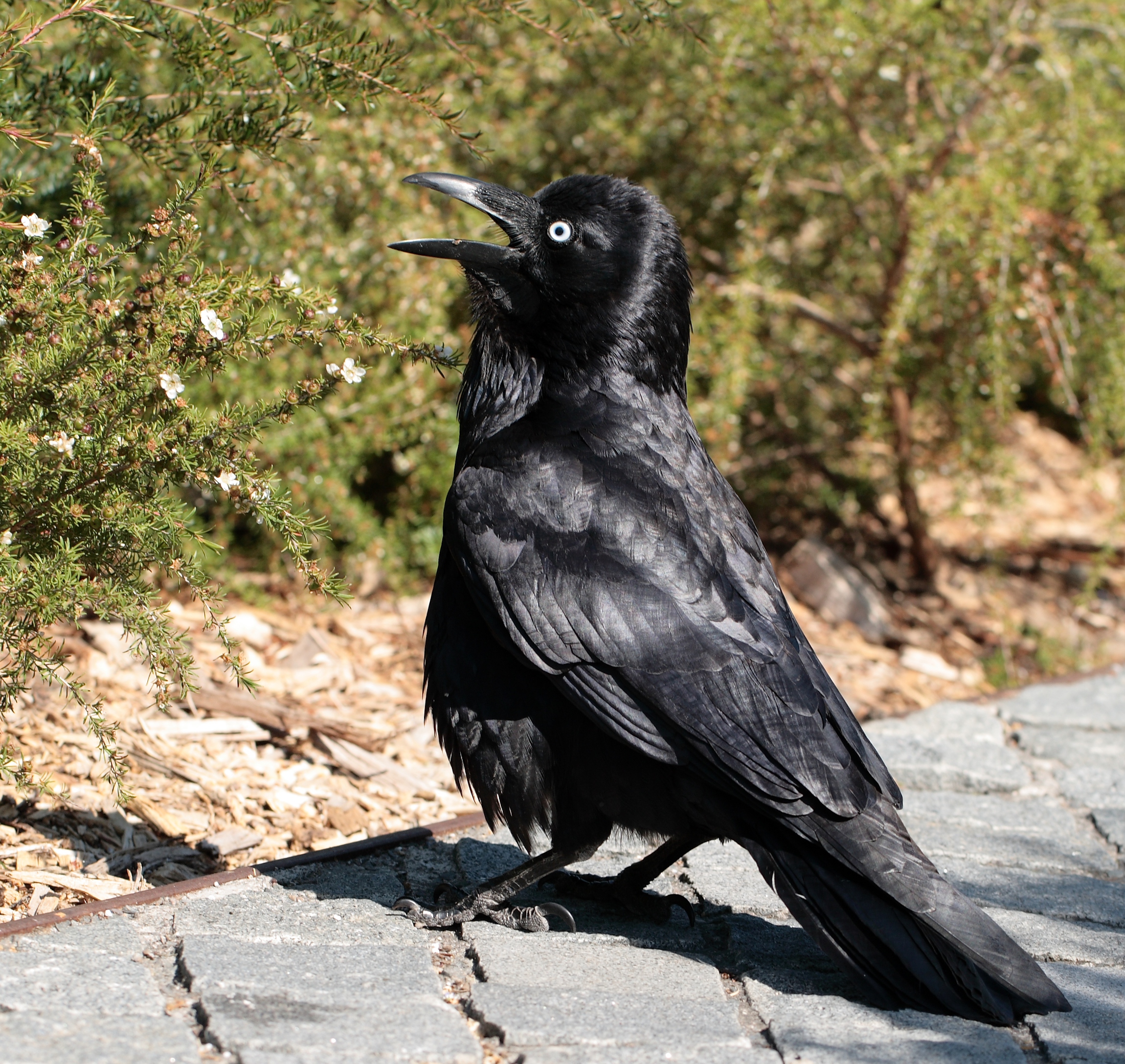 Australian Raven Sydney University