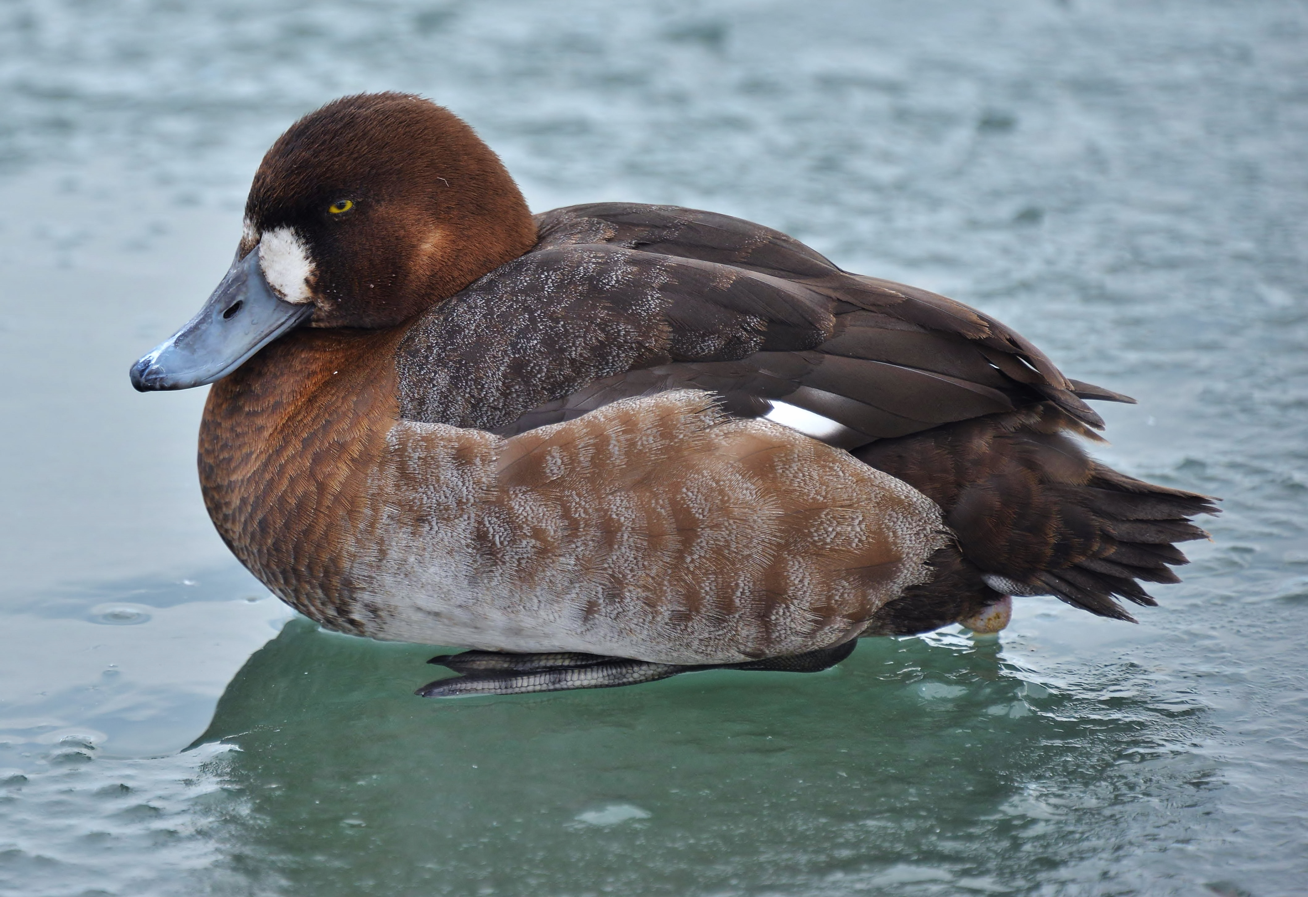 Aythya marila nearctica F 1Y Ontario