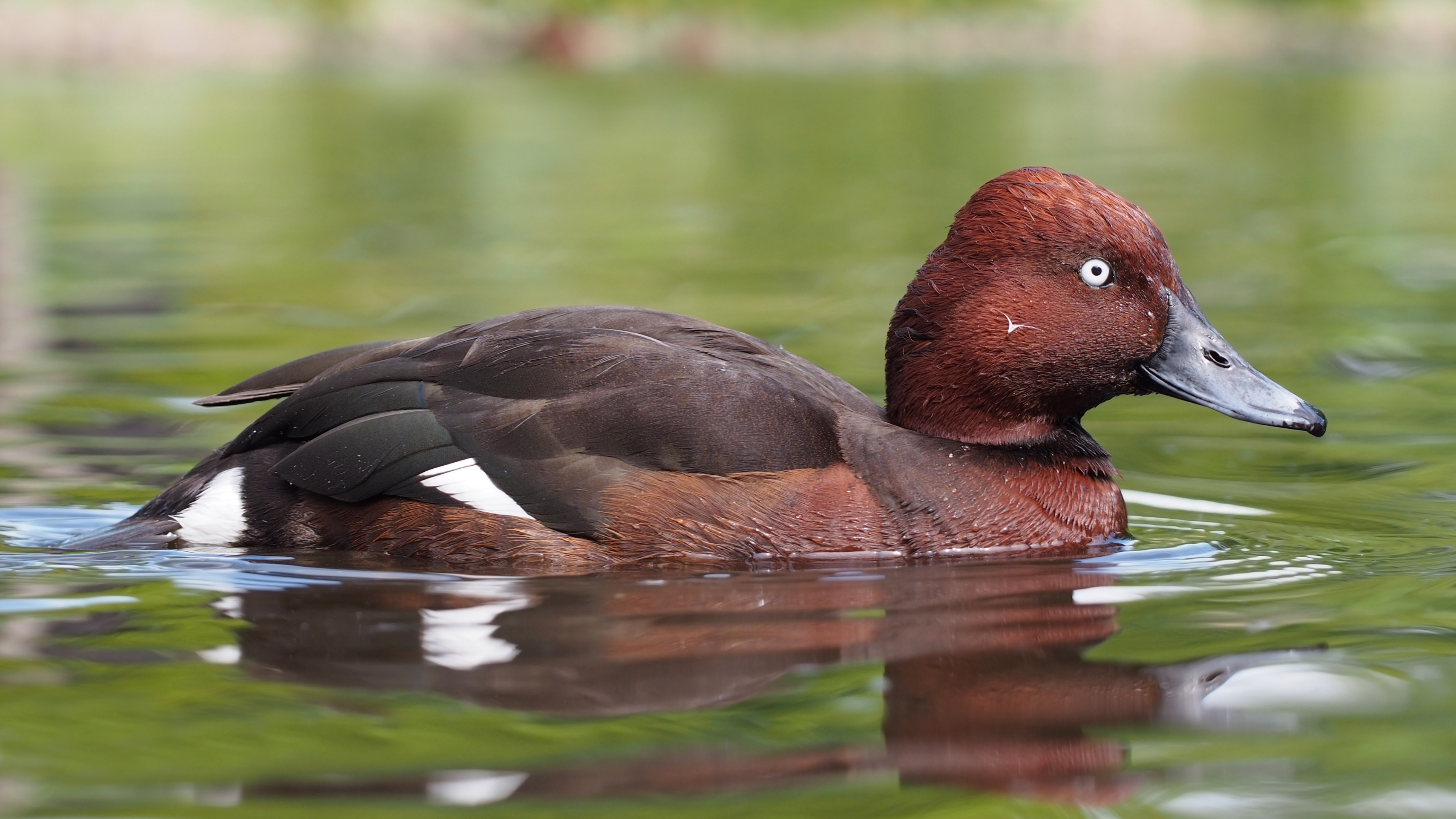 Aythya nyroca at Martin Mere 1