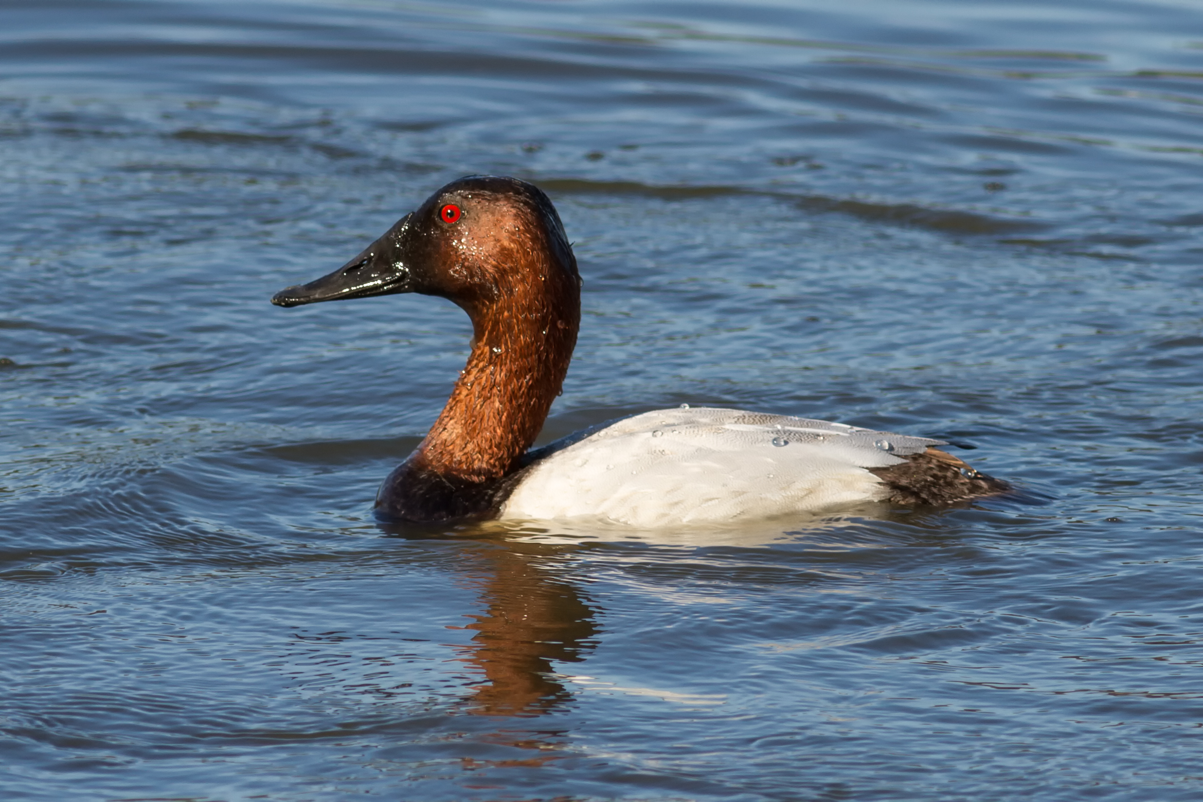 Aythya valisineria at Las Gallinas Wildlife Ponds