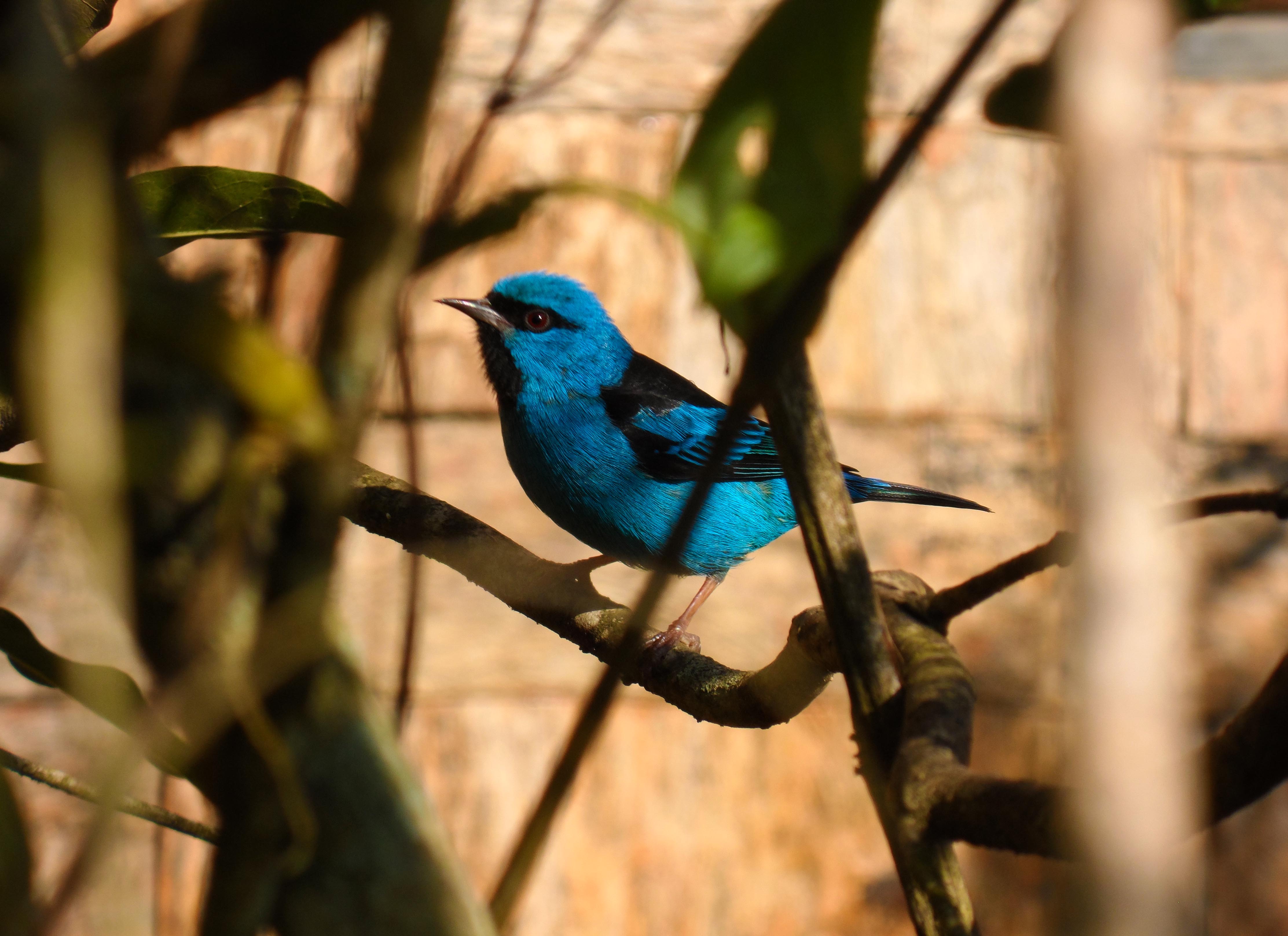 Azul celeste
